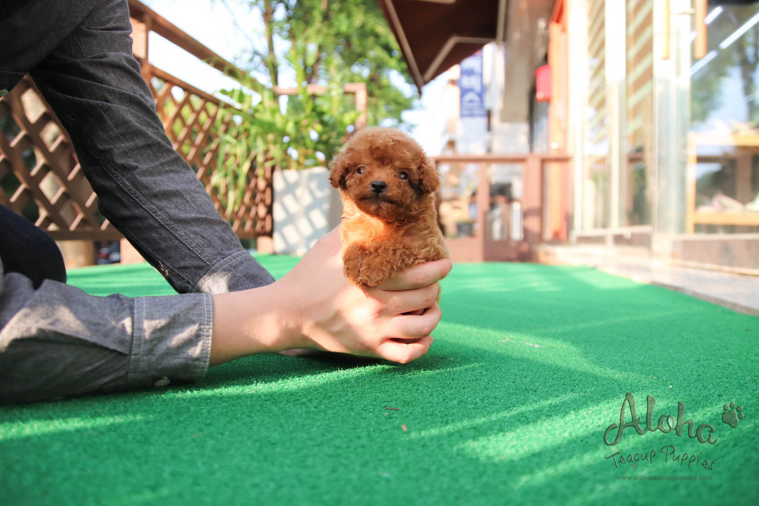 Jordan - [Poodle]