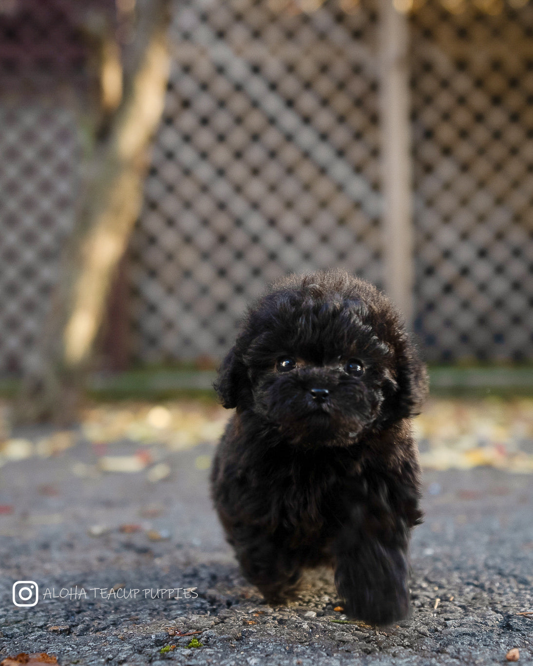Lon [TEACUP POODLE]
