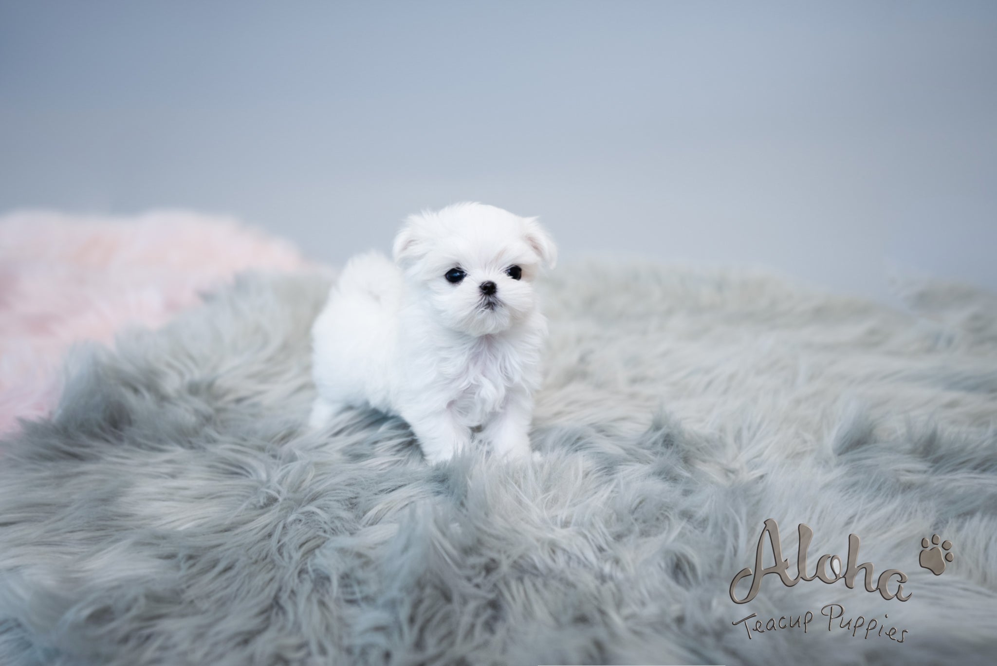 Agata [TEACUP MALTESE]