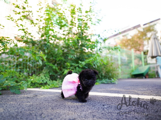 Bambi [TEACUP MALTIPOO]