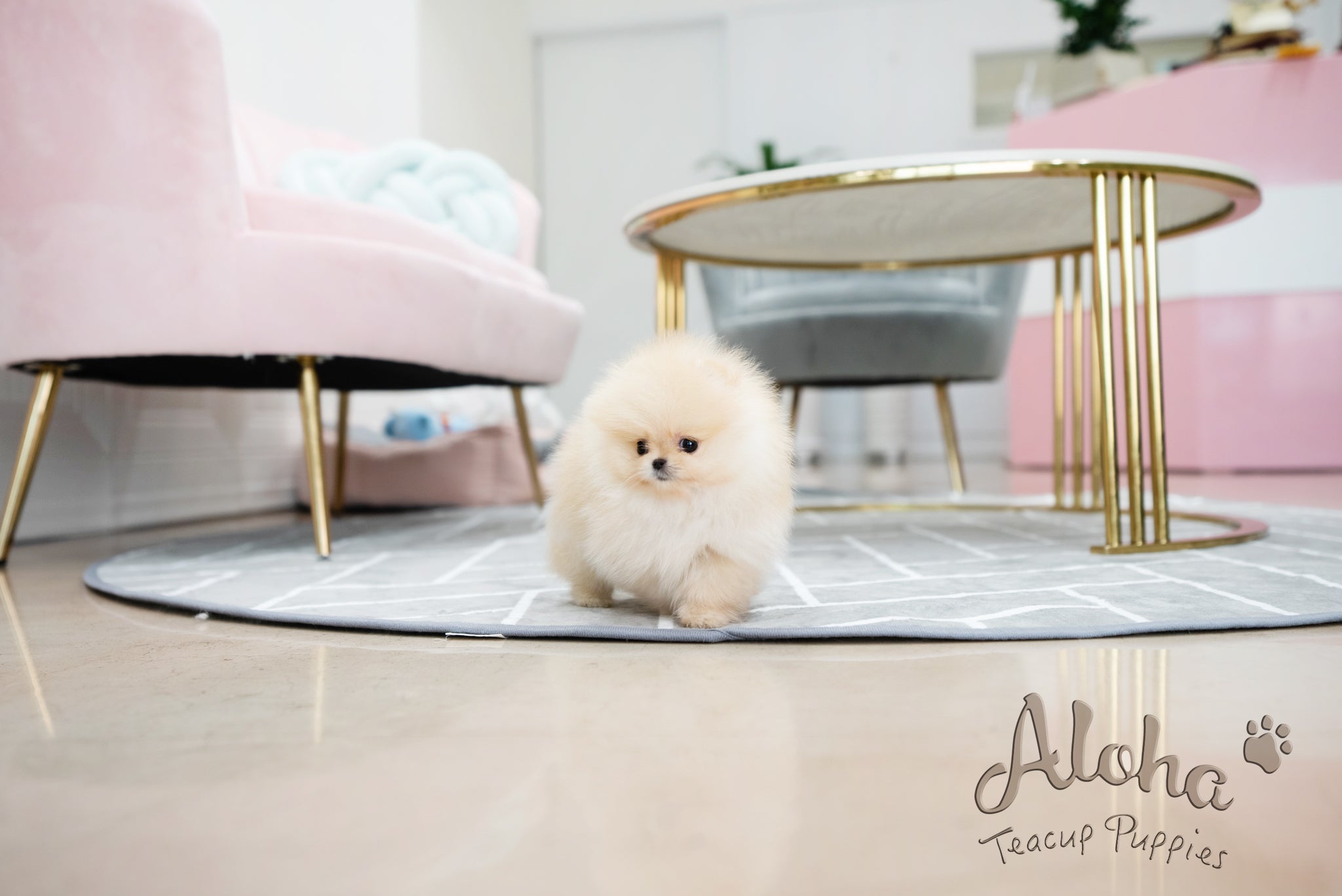 Clara [TEACUP POMERANIAN]