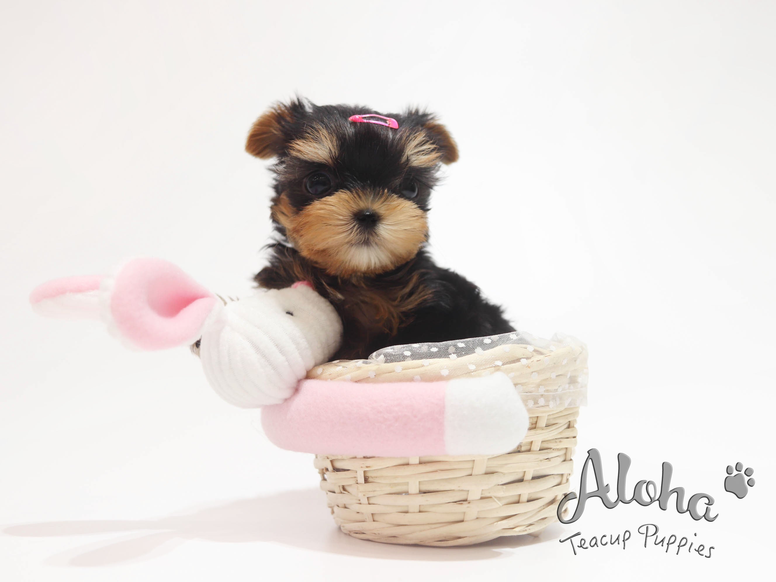 MOLLY [TEACUP YORKIE]
