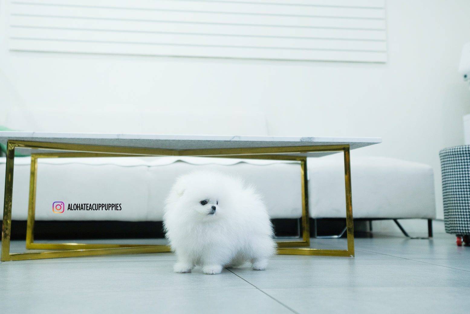 Aphrodite [TEACUP POMERANIAN]