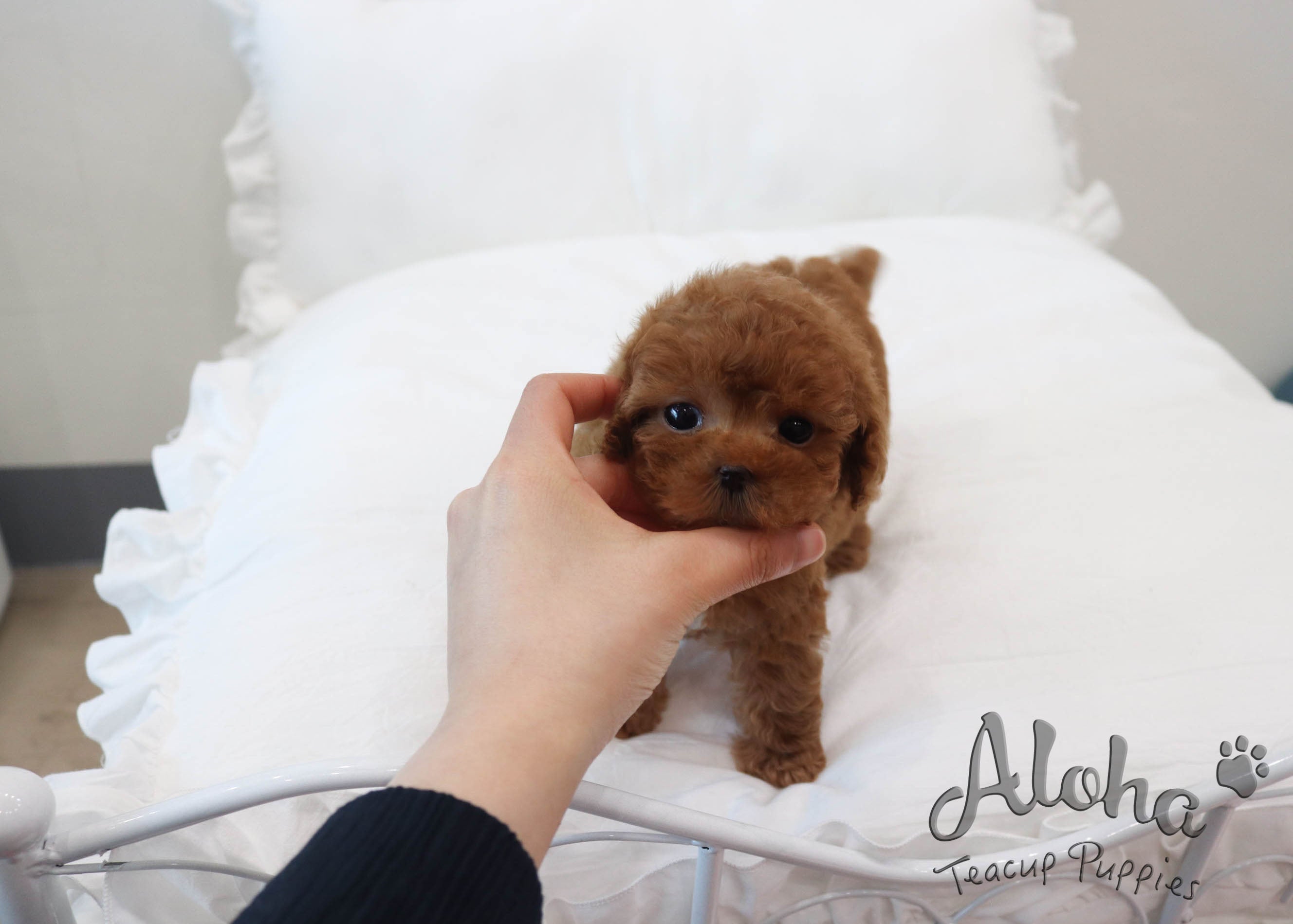 FENDI [TEACUP POODLE]