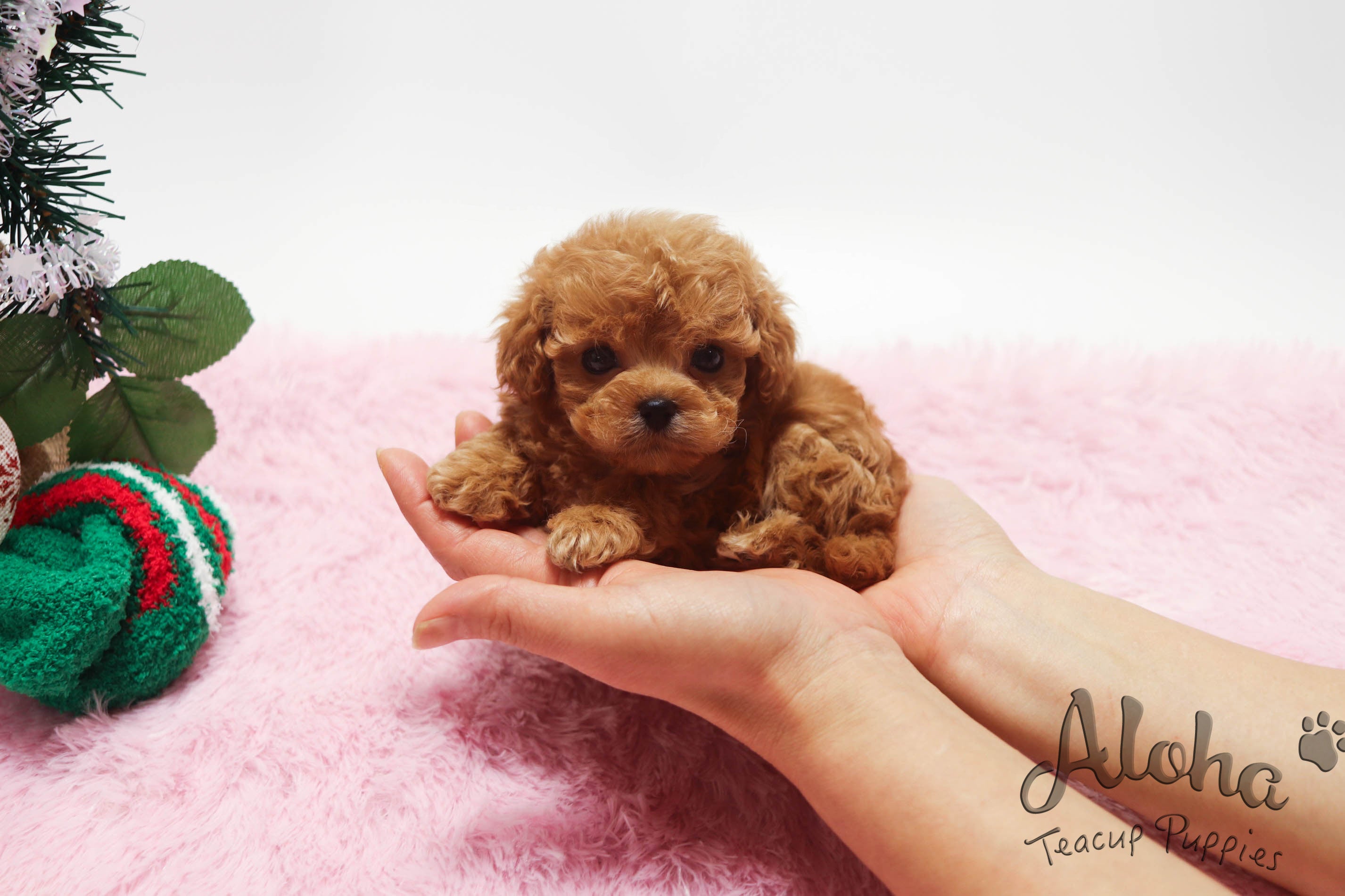 Sold to Ronel, Lizzy [TEACUP Poodle]