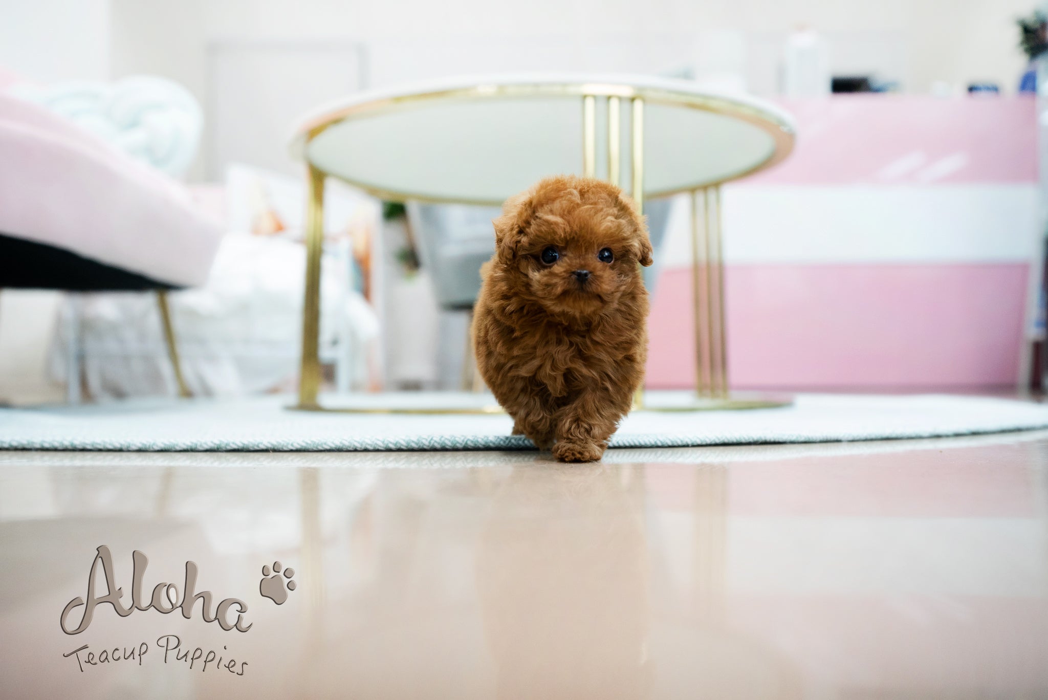 Alice [TEACUP POODLE]