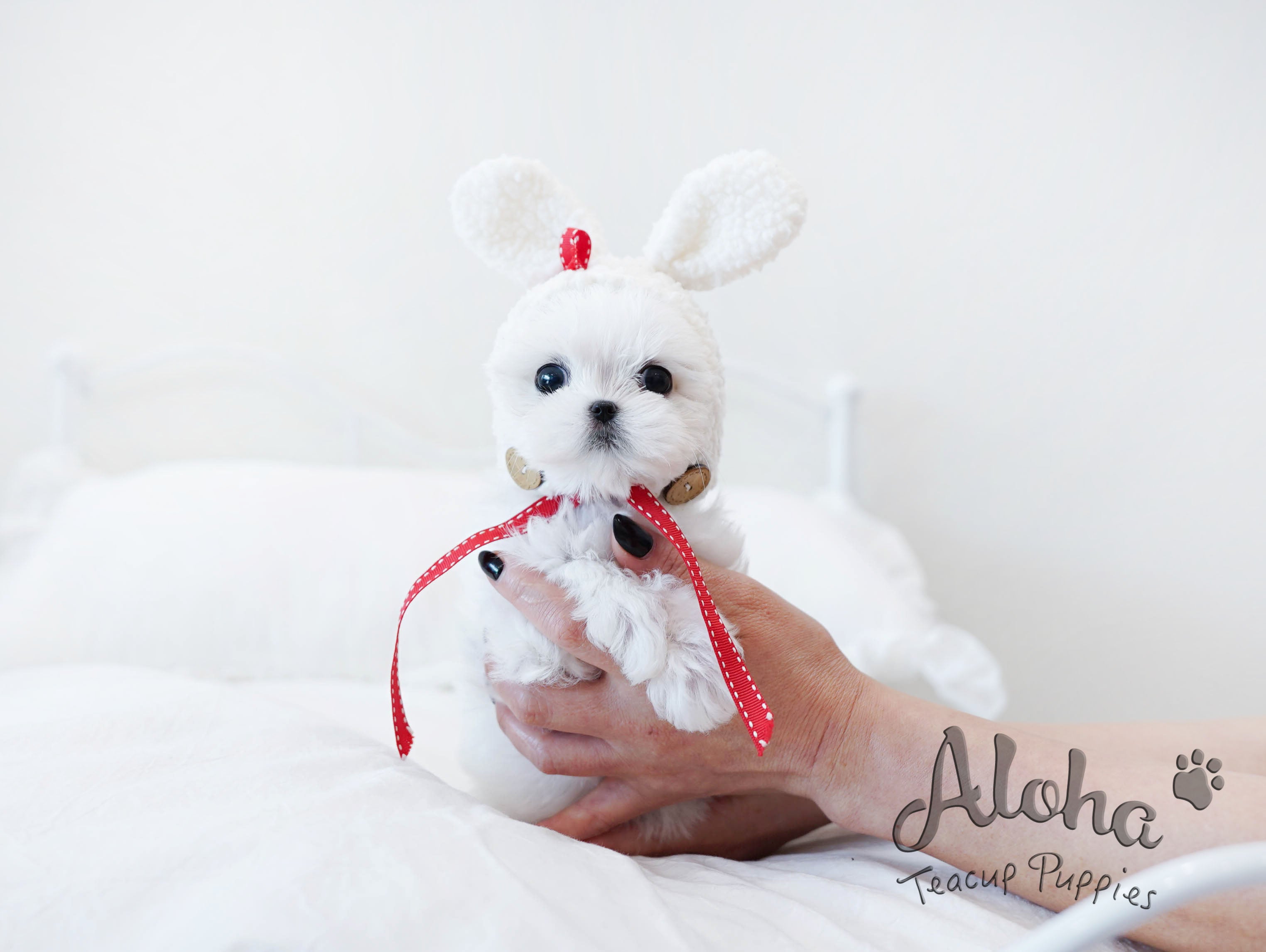 Woody [TEACUP MALTESE]