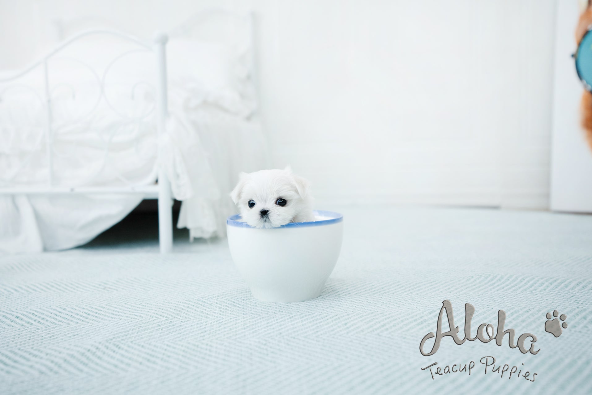 Peach [TEACUP MALTESE]