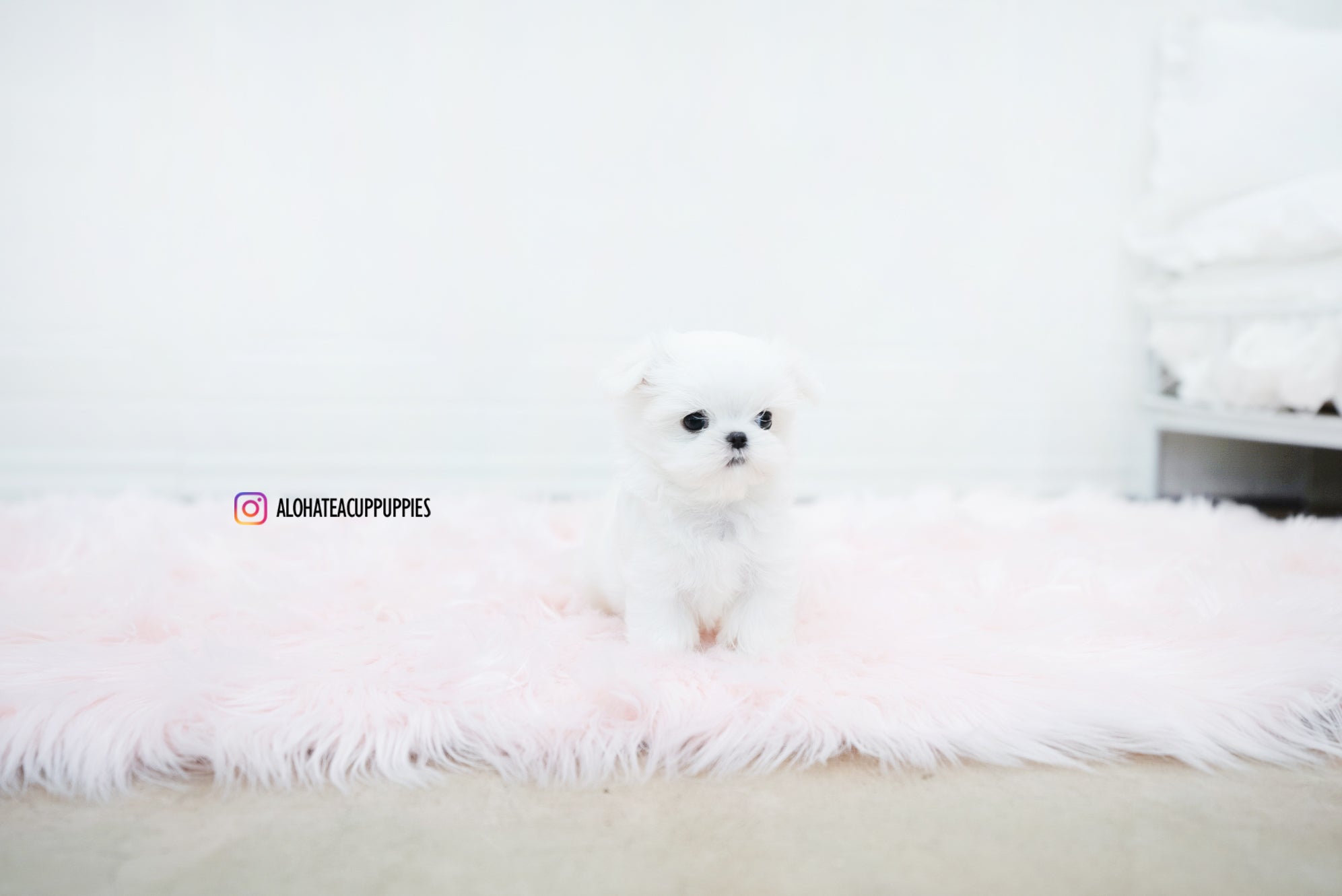 Noah [TEACUP MALTESE]