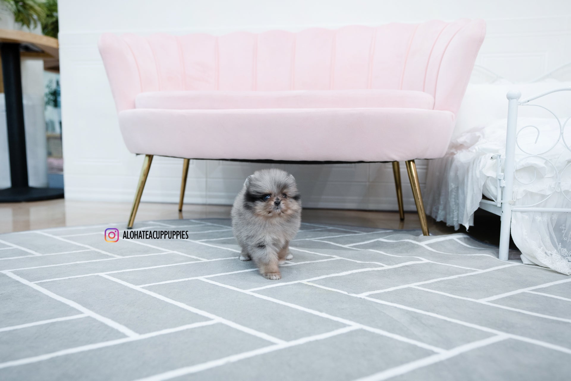 Jennet [TEACUP POMERANIAN]