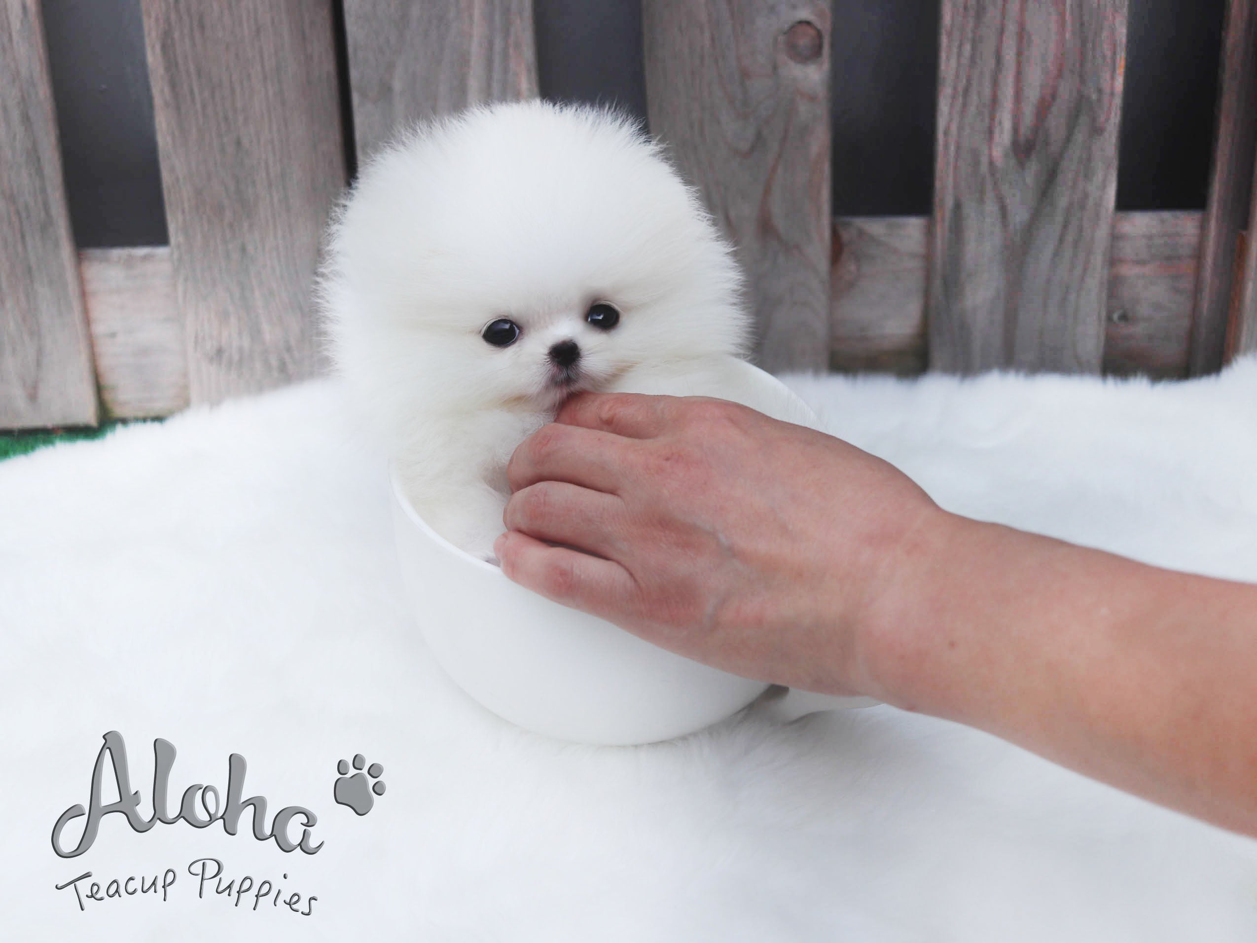 Sold to Ania, Valentine [TEACUP POMERANIAN]