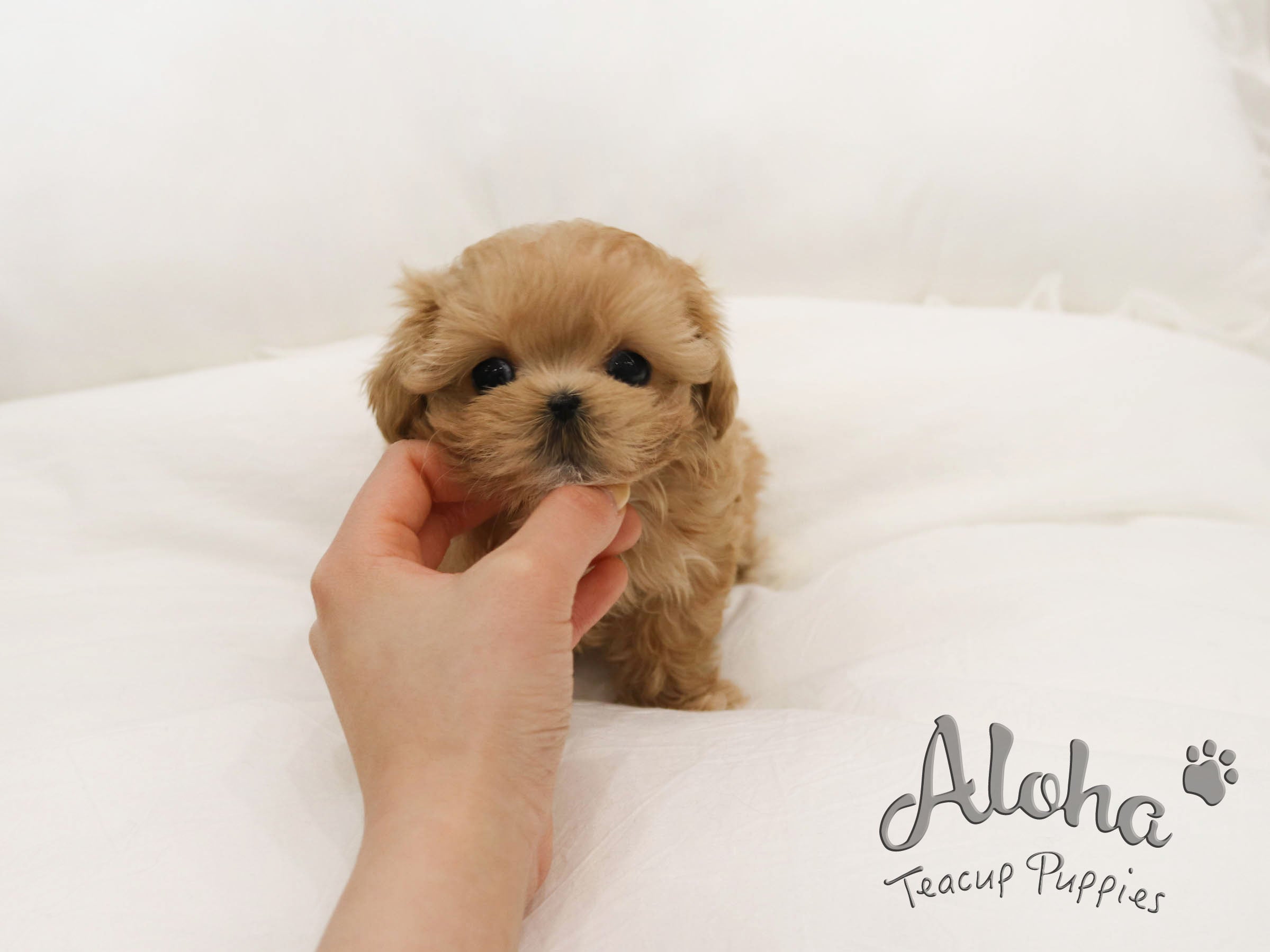 Lola [TEACUP MALTIPOO]