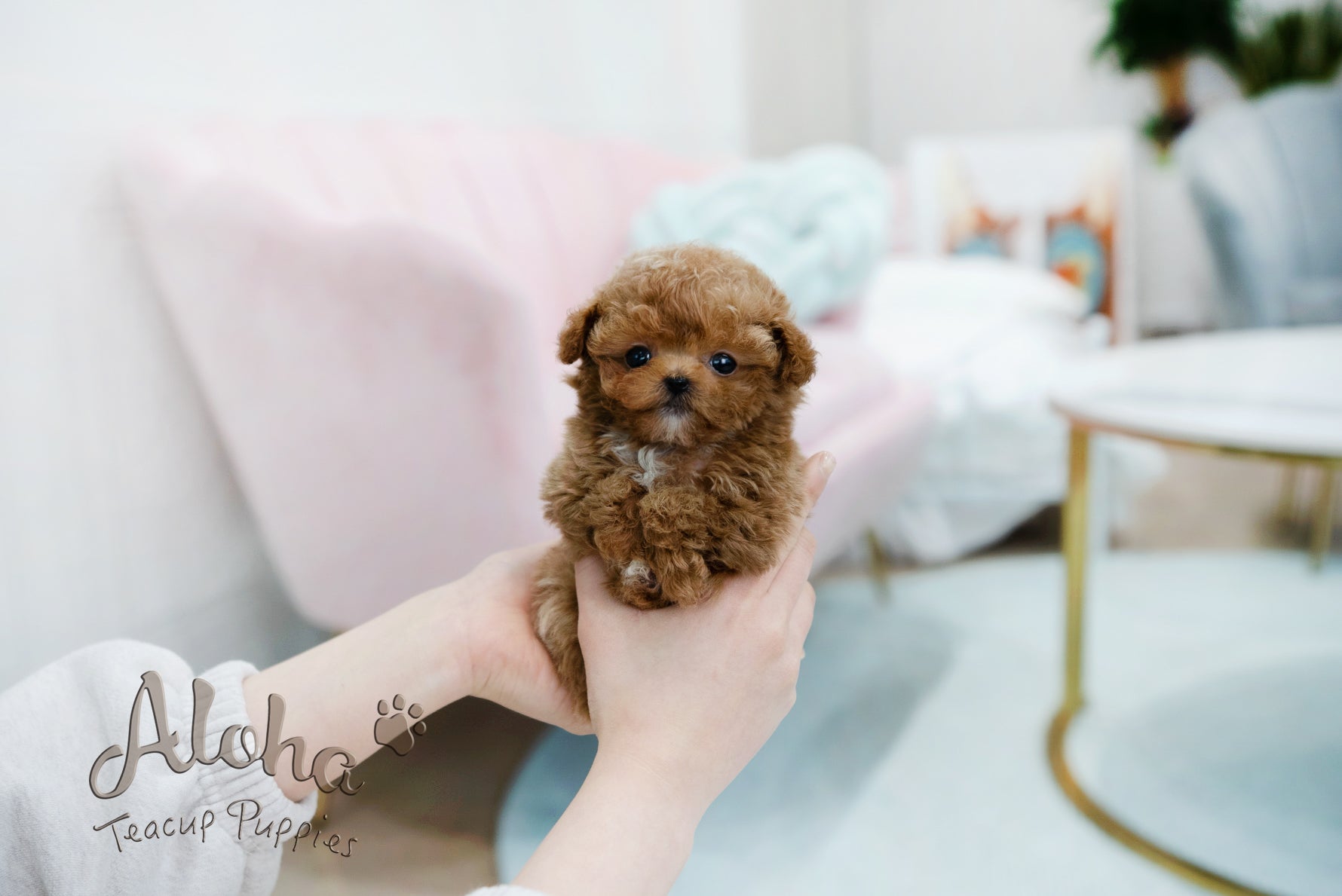 Peanut [TEACUP POODLE]