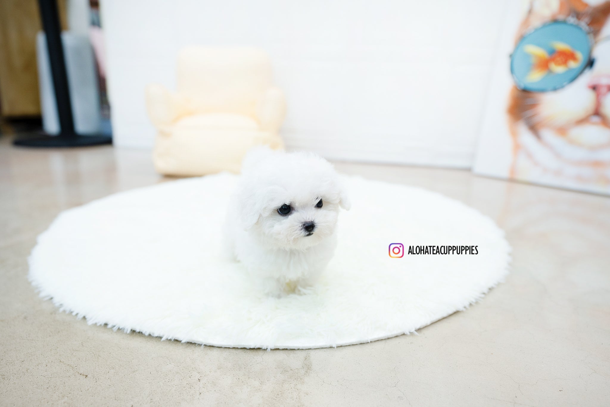 Nemo [TEACUP BICHON]