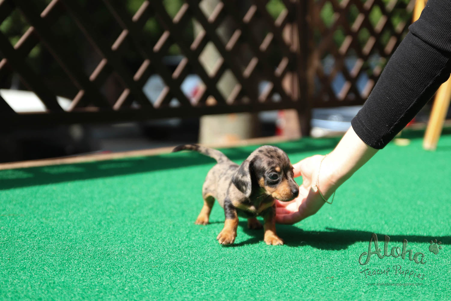 Martina - [Dachshund]