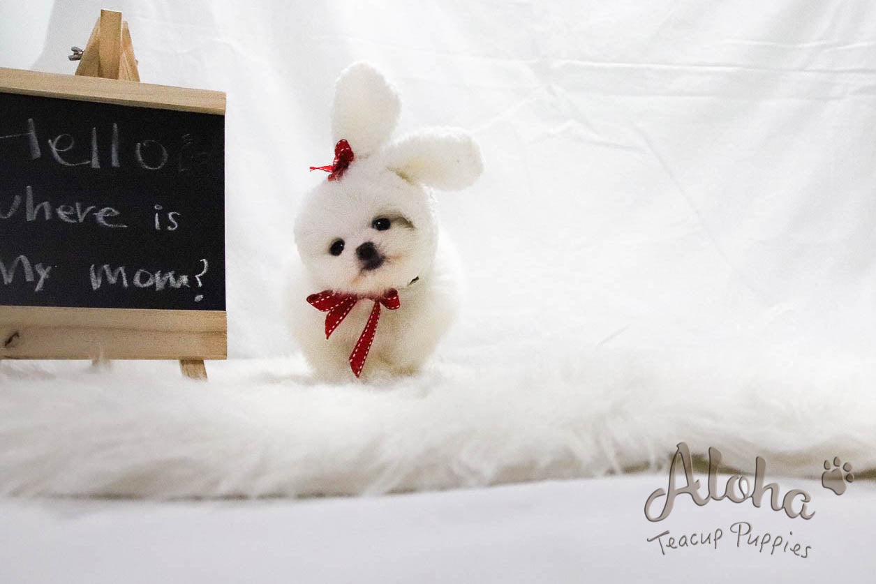 Sold to Liwenzhu, Prada [TEACUP POMERANIAN]