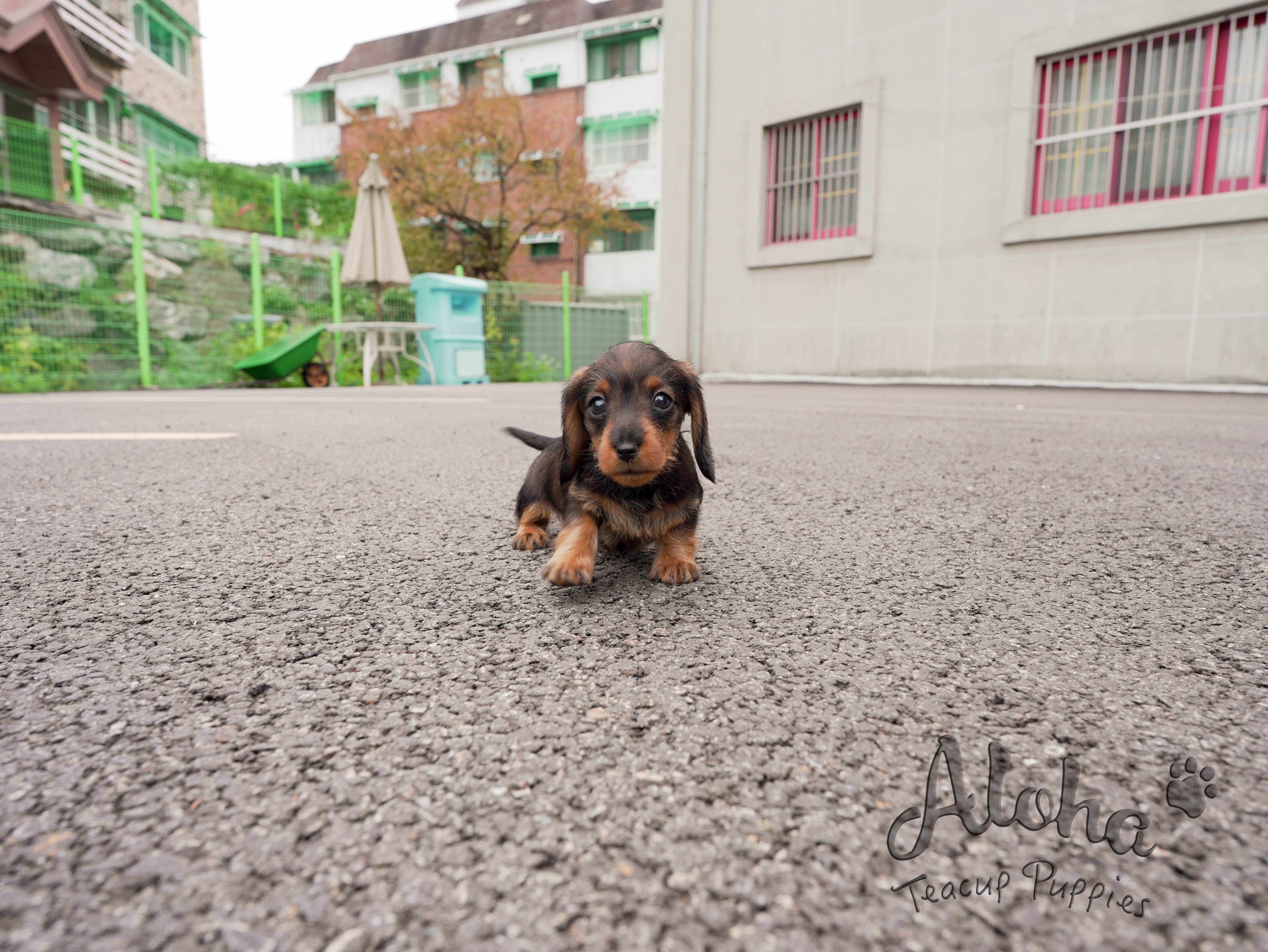 Isabella [TEACUP Dachshund]