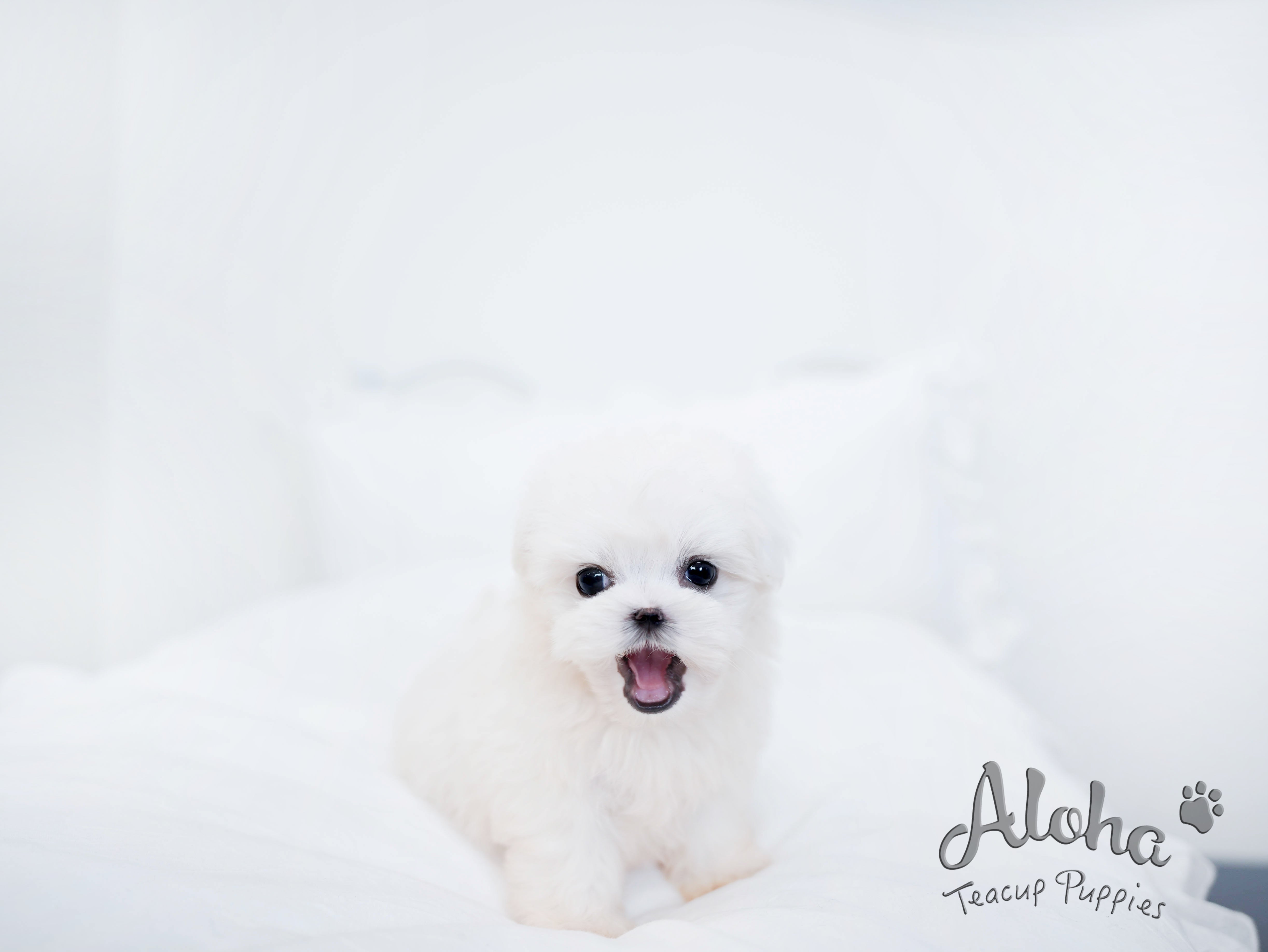 Owen [TEACUP MALTESE]
