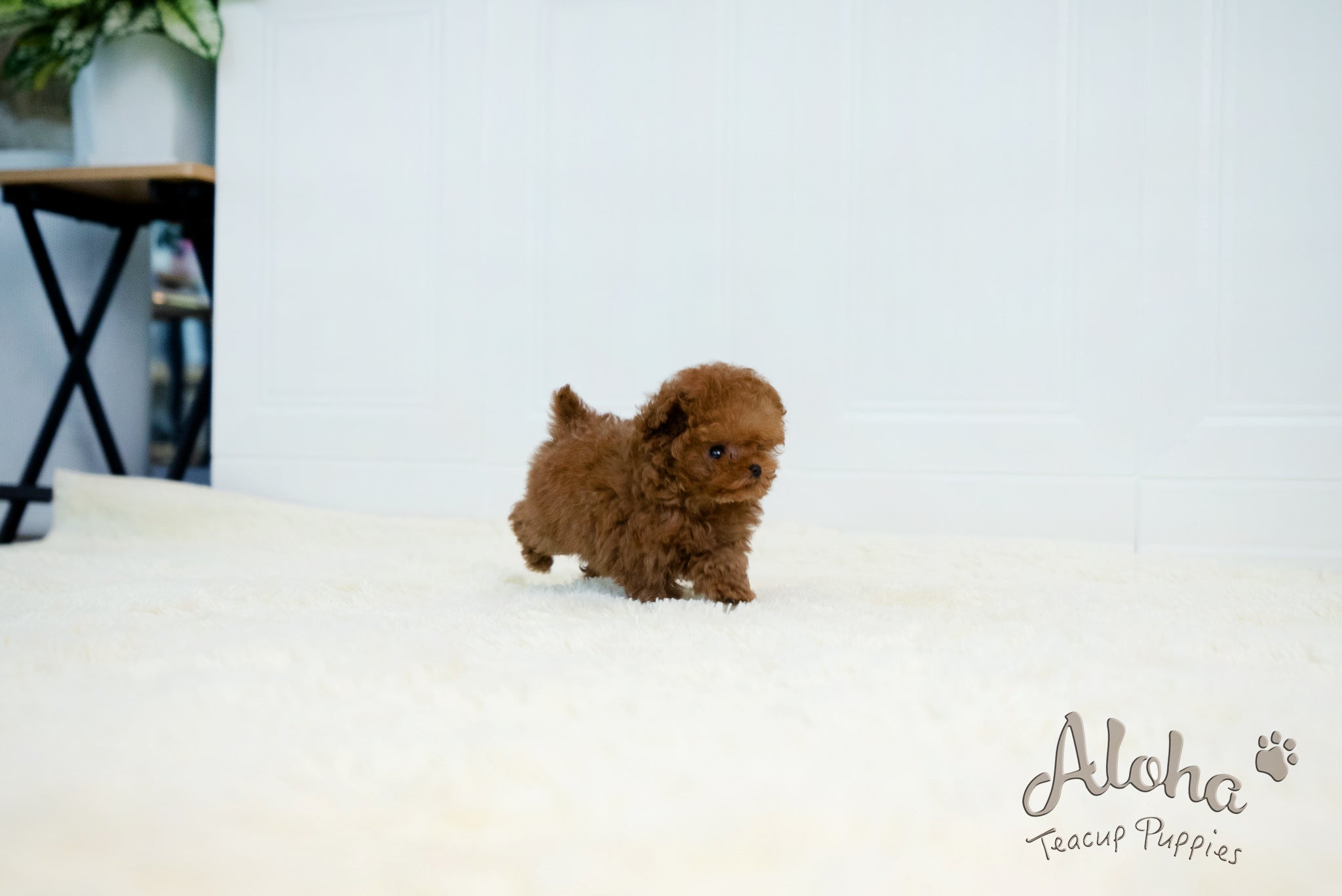 Thor [TEACUP POODLE]