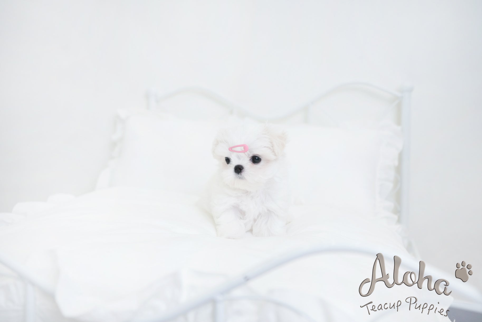 Benjamin [TEACUP MALTESE]