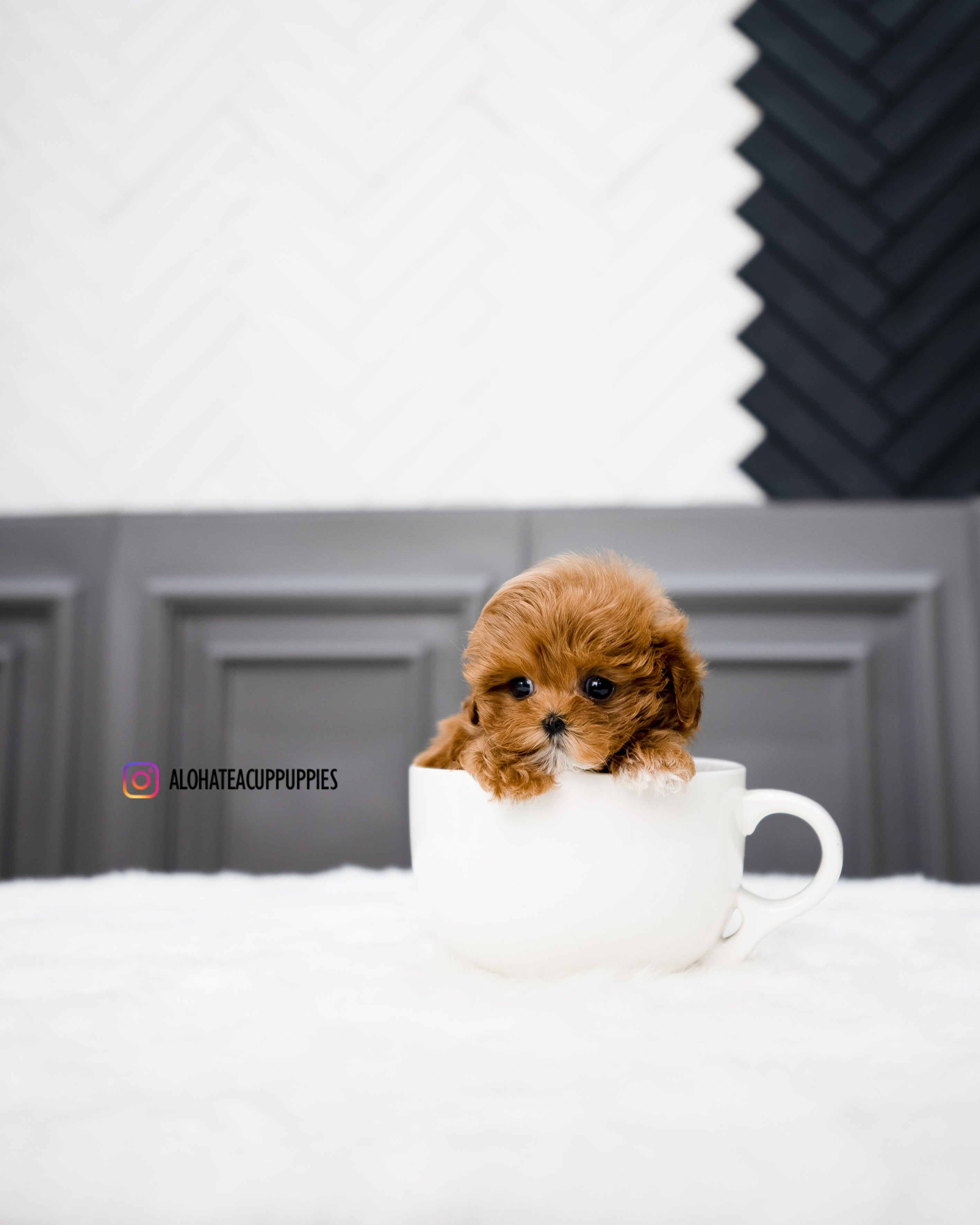 Nicol [TEACUP MALTIPOO]