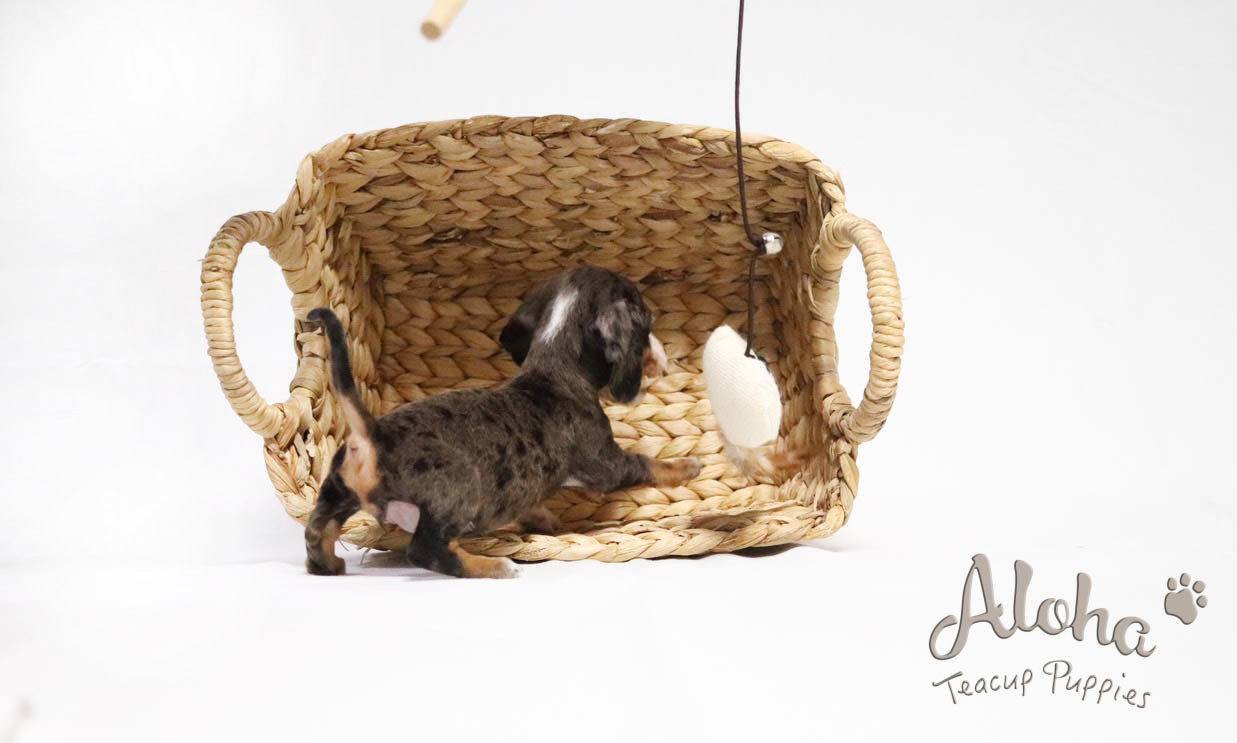 Sold to Eva, BELLA - [Teacup Dachshund]