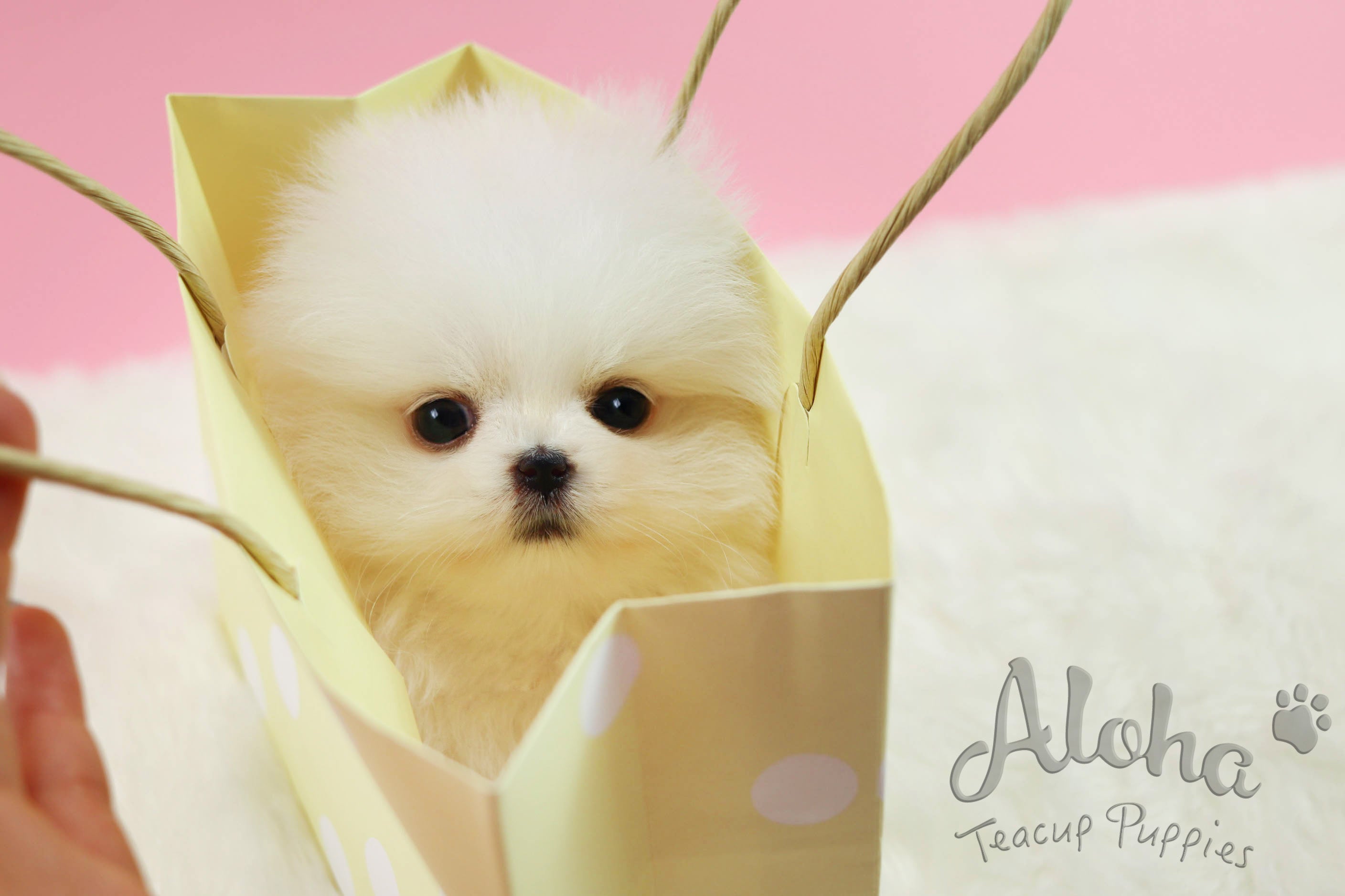 Sold to Natalie, Latte [Teacup Pomeranian]