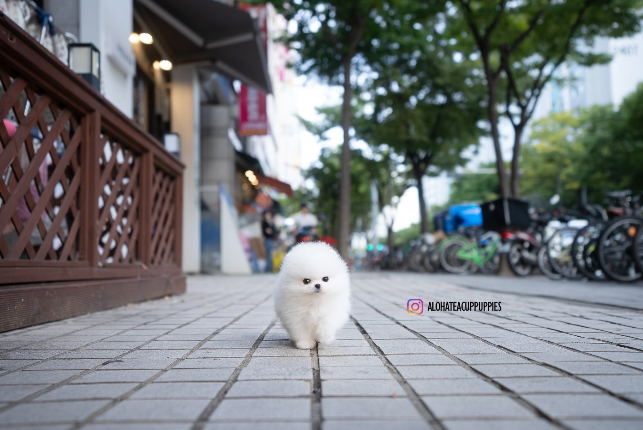 Romy [TEACUP POMERANIAN]