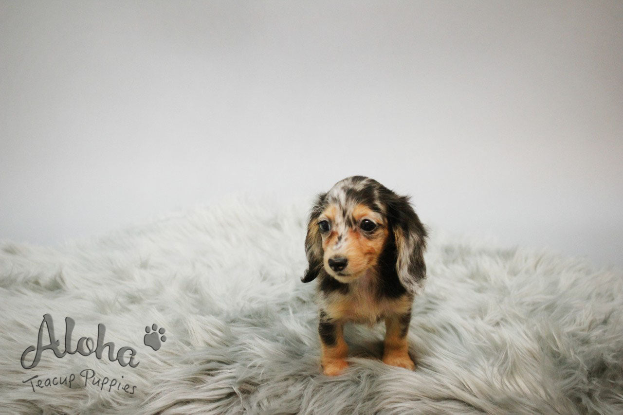 Levante [TEACUP Dachshund]