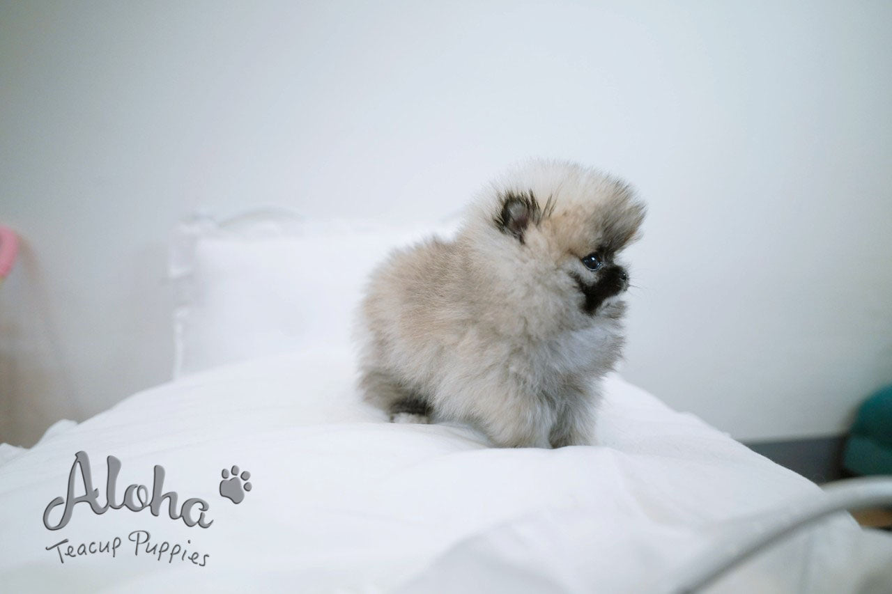 Foufou [TEACUP POMERANIAN]