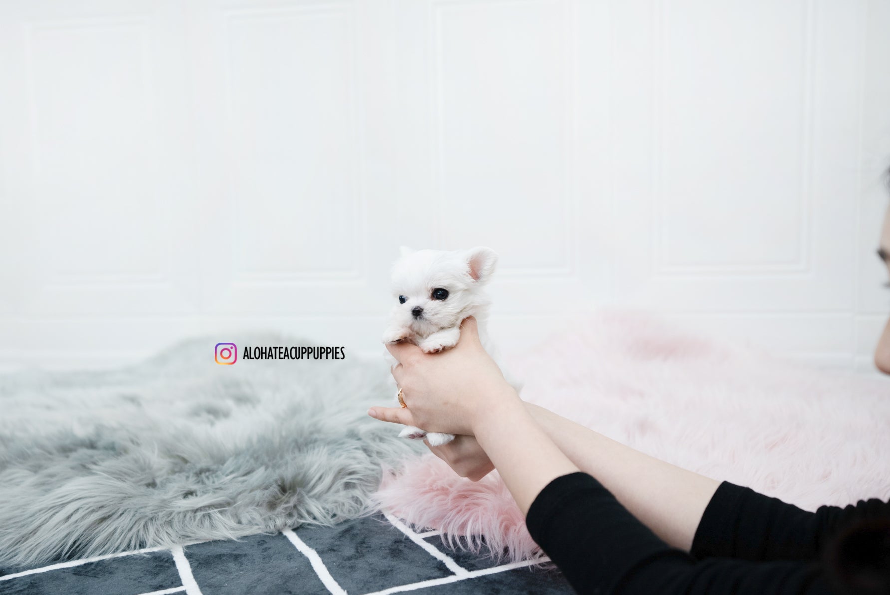 Tiana [TEACUP MALTESE]