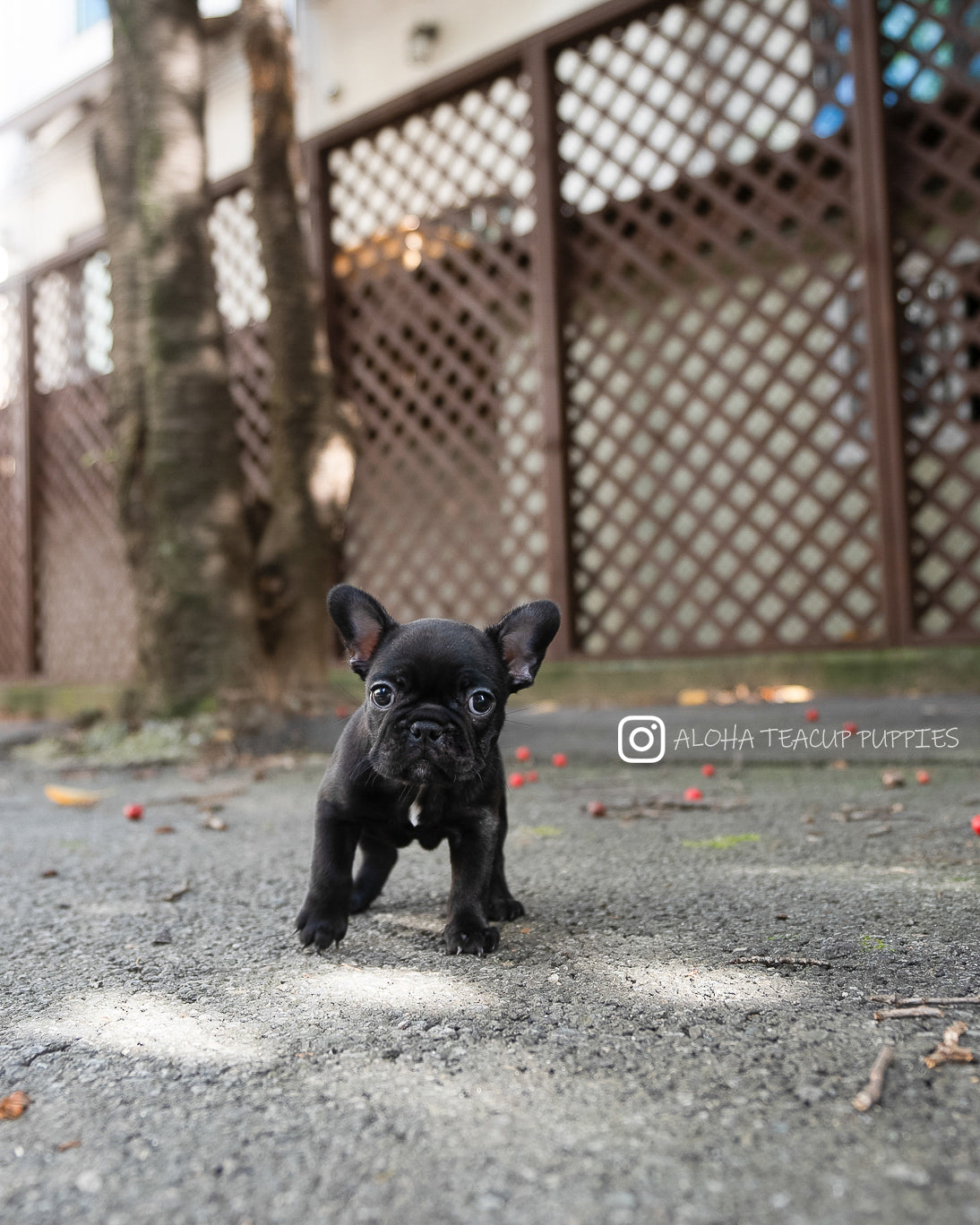 Poppy [FRENCH BULLDOG]