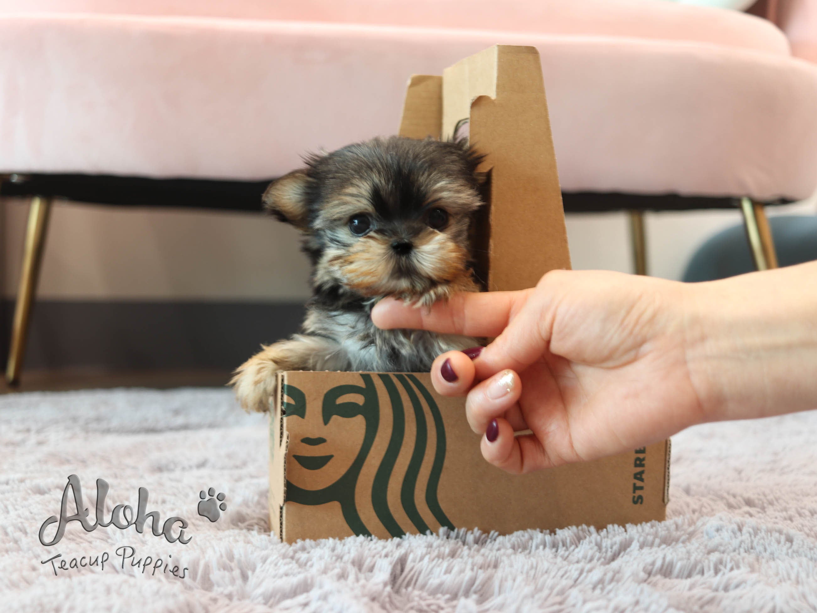 Lola [TEACUP Morkie]
