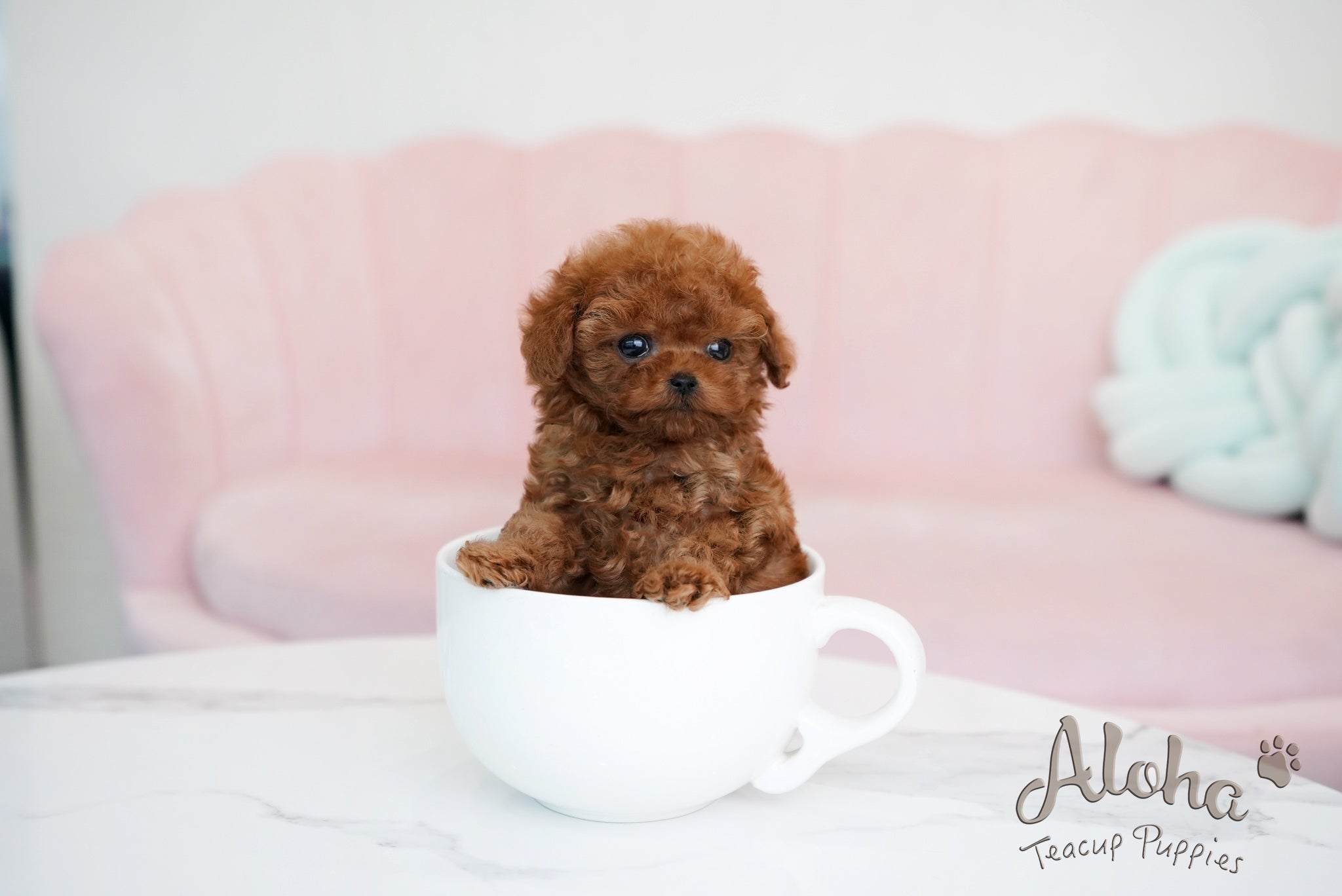 Brian [TEACUP POODLE]