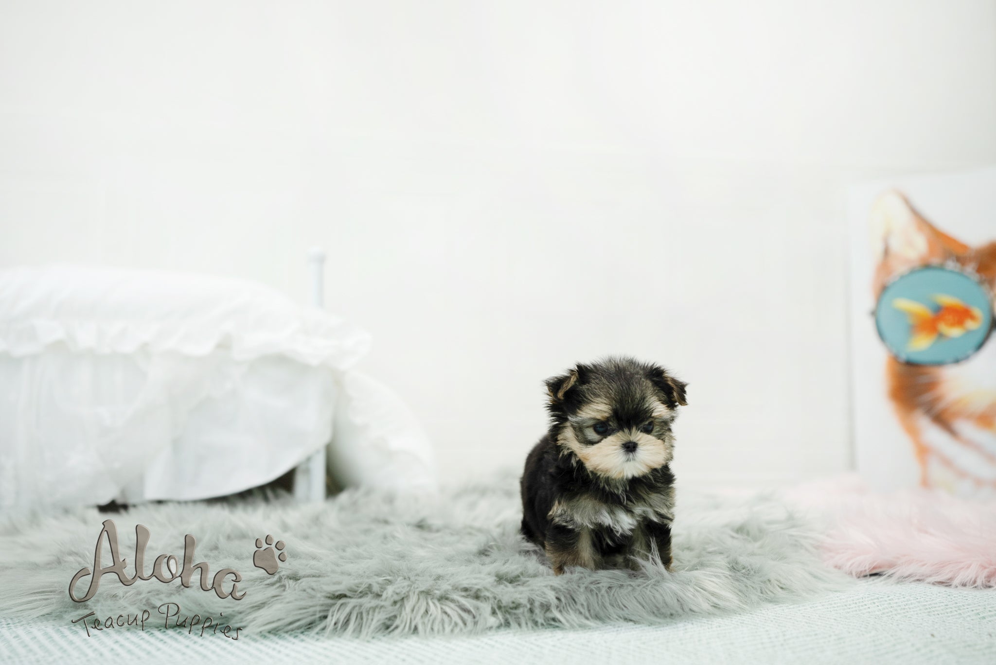 Oliver [TEACUP morkie]