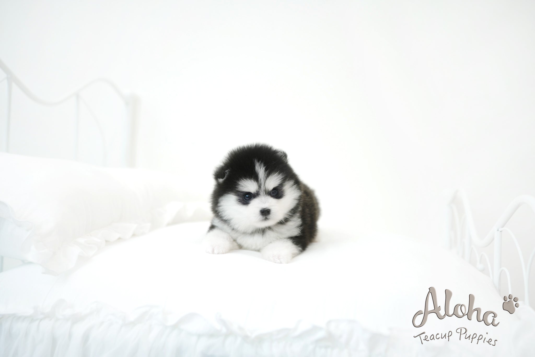 Emma&Edison [TEACUP POMSKY]