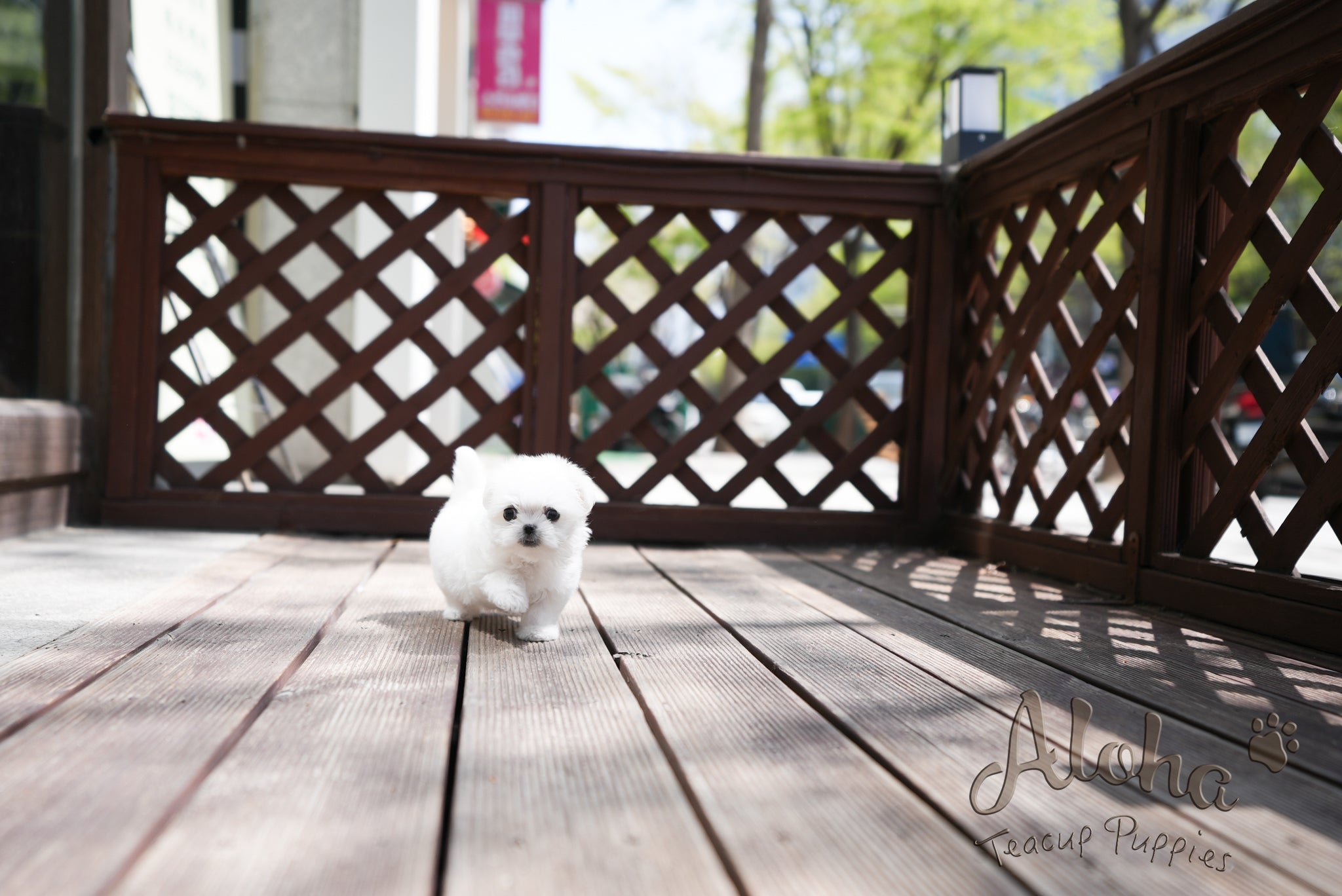 Daisy [TEACUP MALTESE]