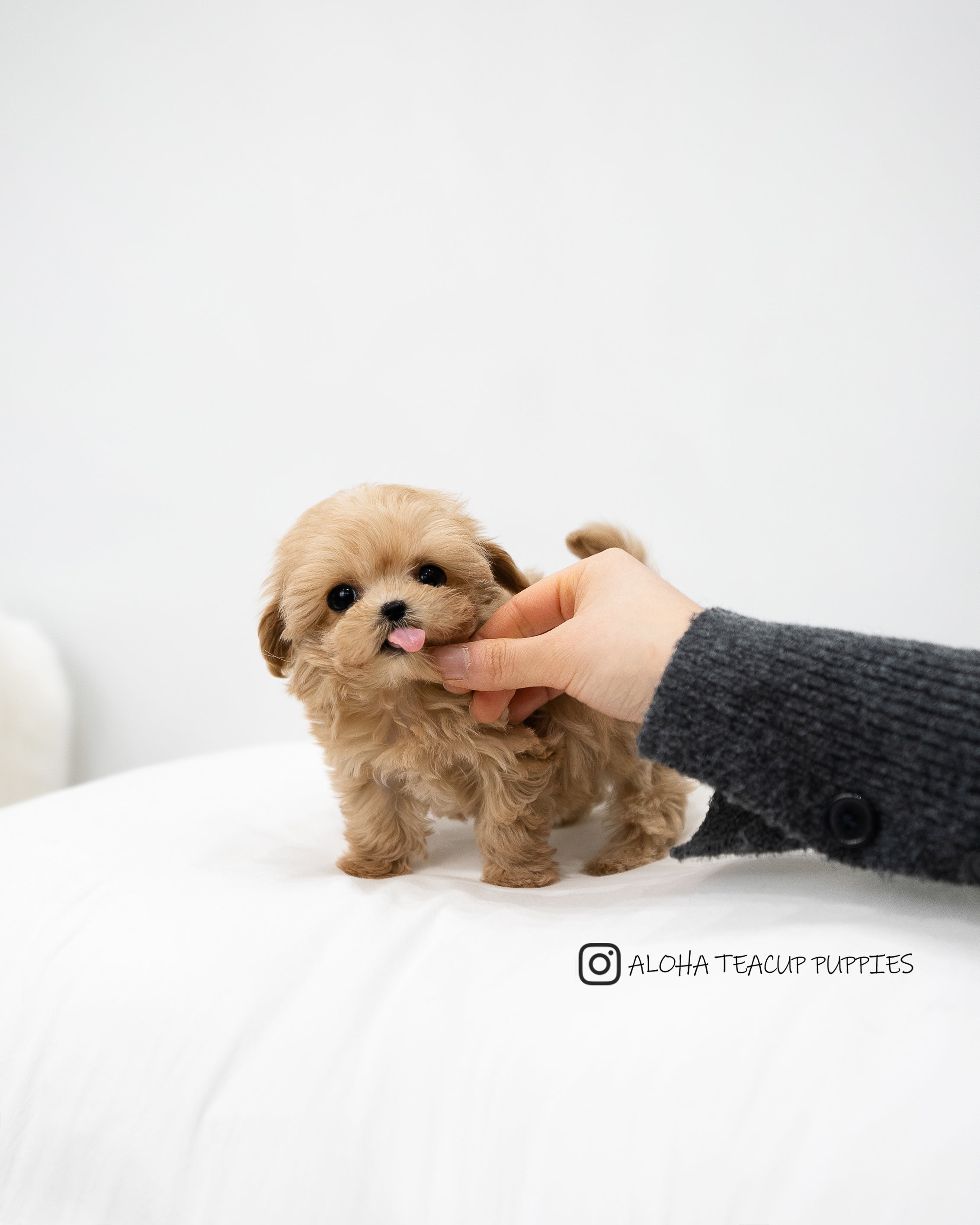 Dorothy [MALTIPOO TAZA DE TÉ]