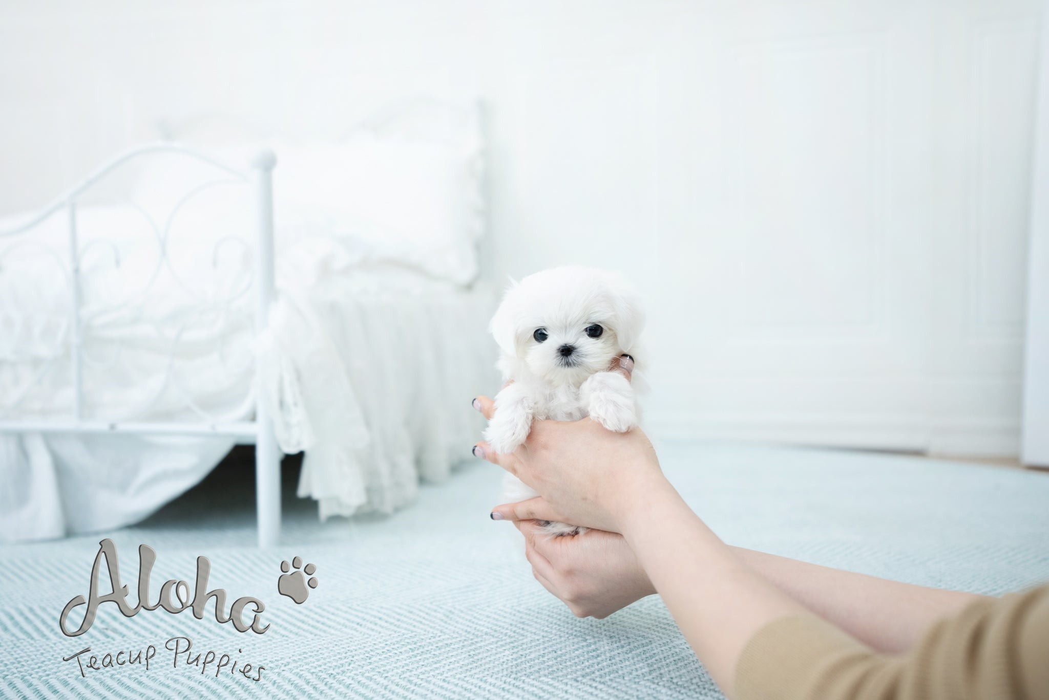 Melon [TEACUP MALTESE]