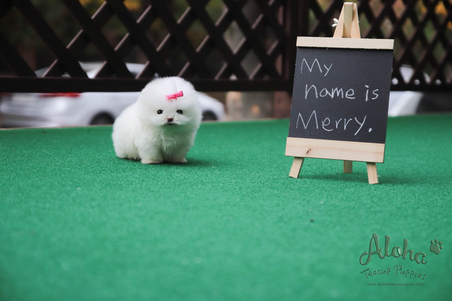 Sold to Diana, MERRY [TEACUP POMERANIAN]