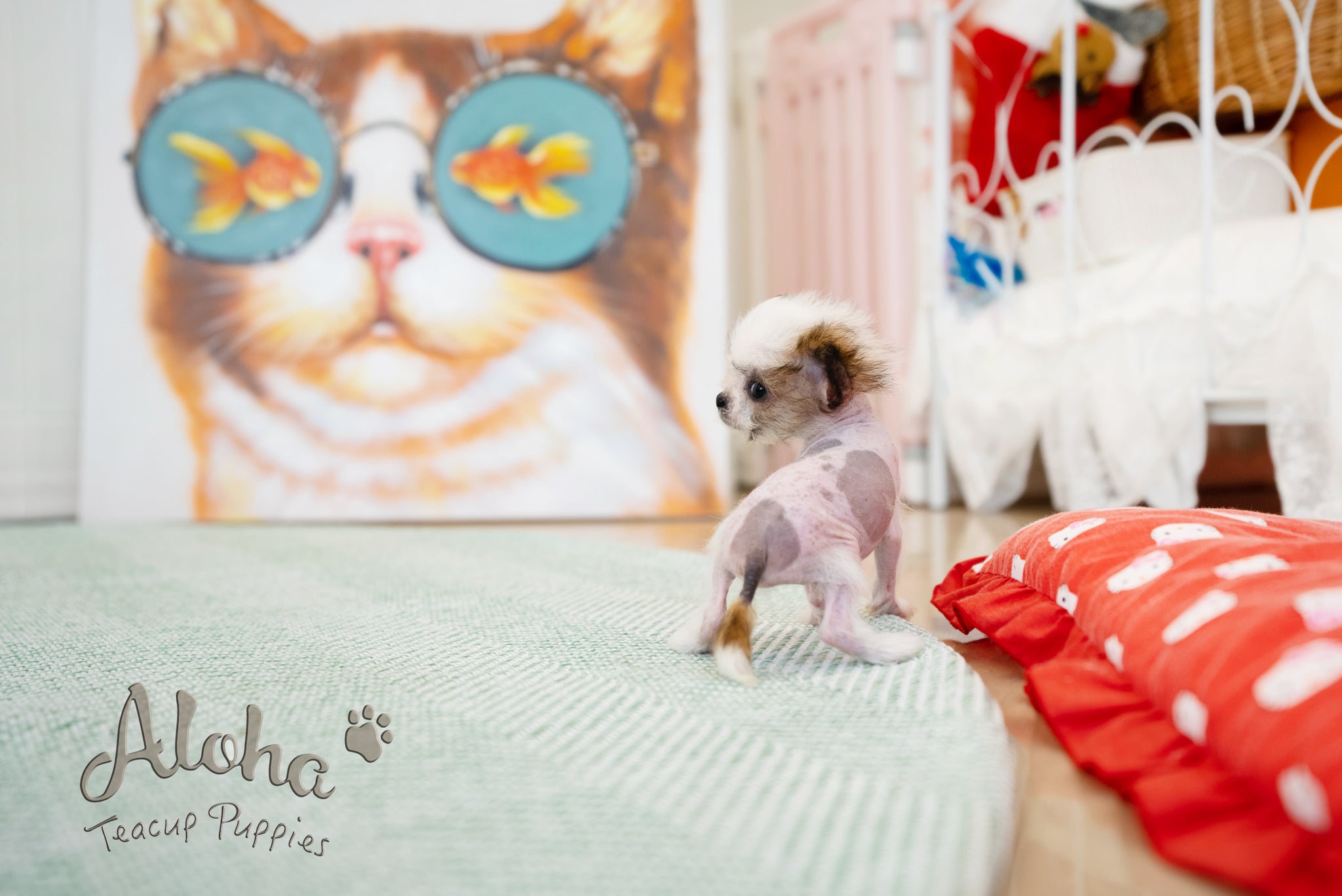 Charlotte [TEACUP Chinese Crested]