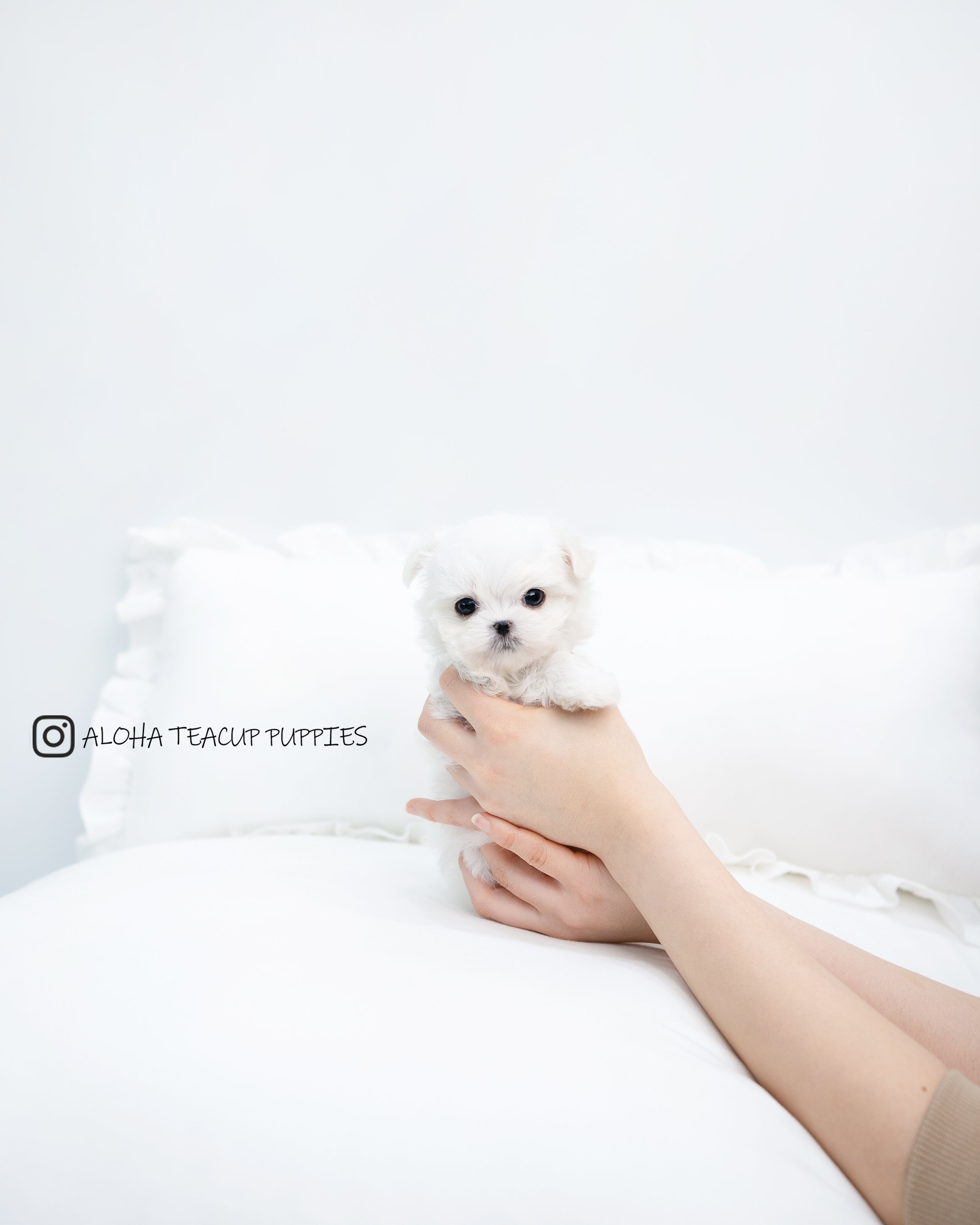 Chico [TEACUP MALTESE]