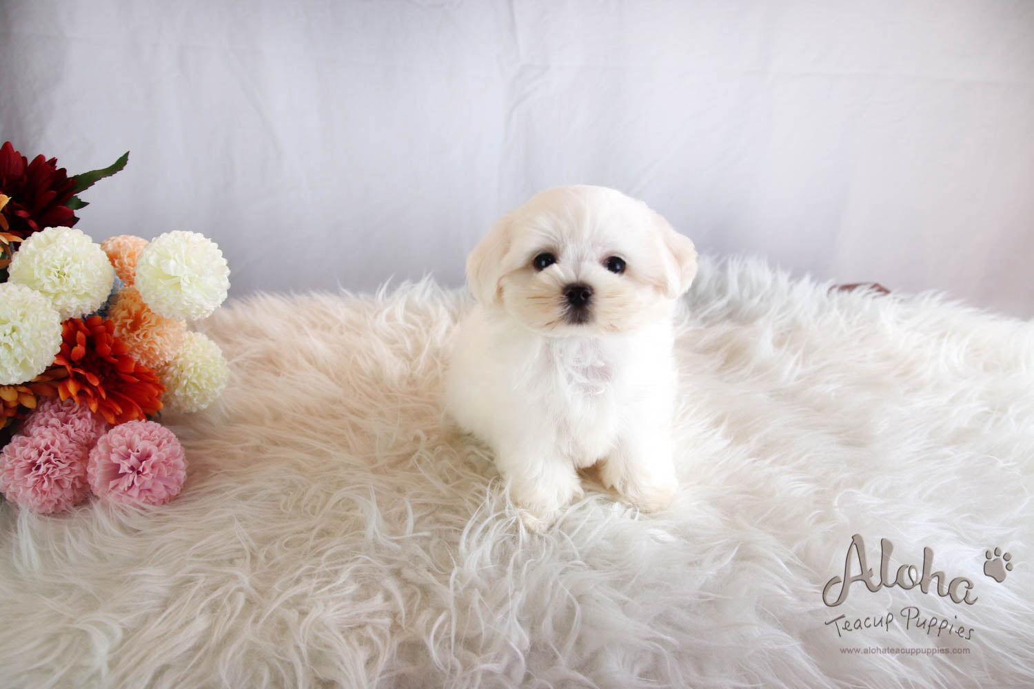 Lucky - [Maltese] - Sold to Beth De Campos