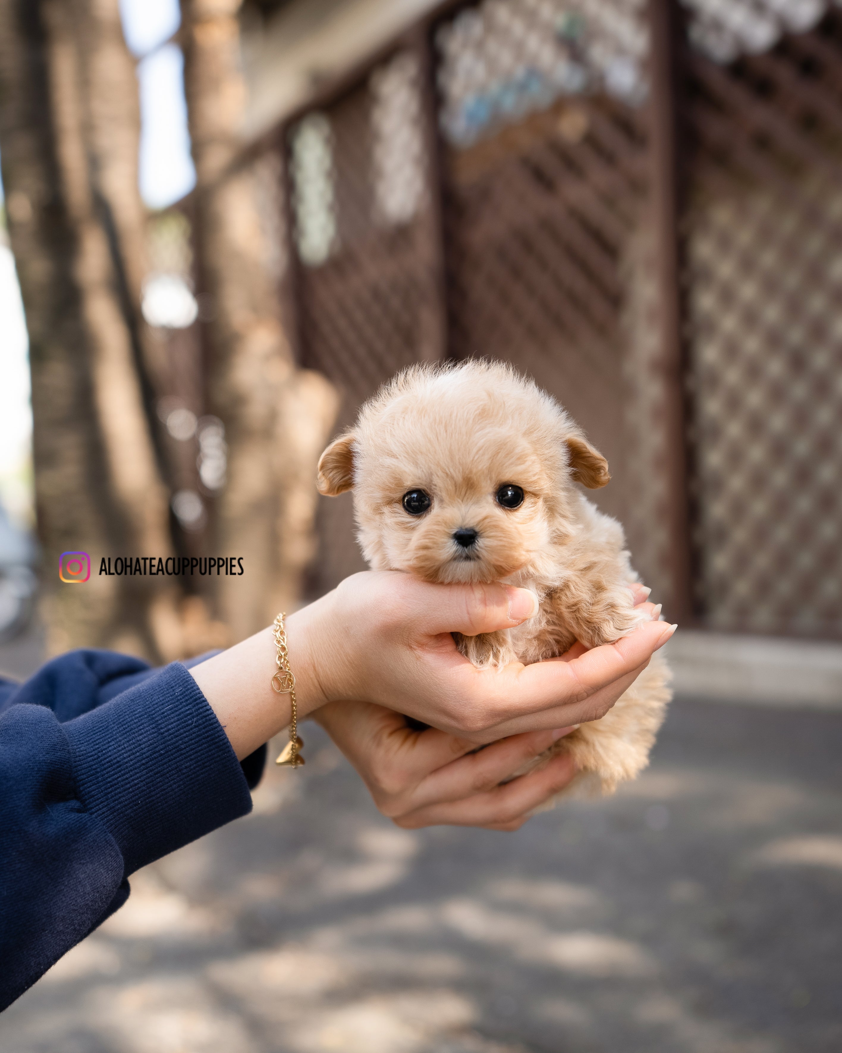 Royal [TEACUP MALTIPOO]