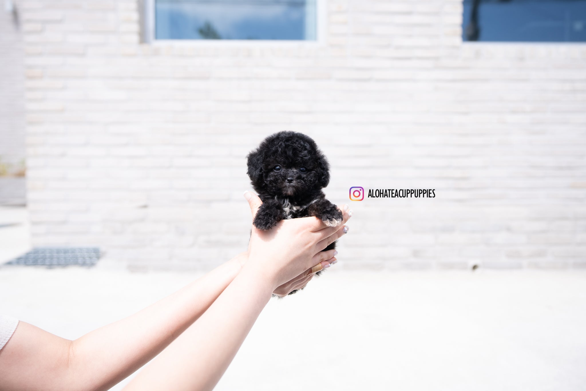 Maeve [TEACUP POODLE]