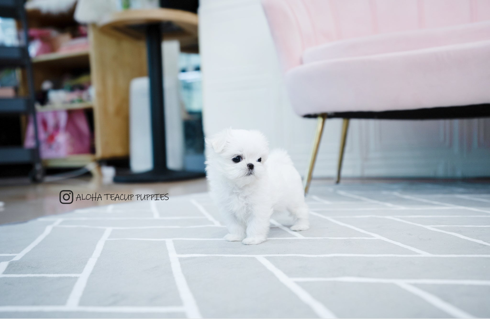 Otis [TEACUP MALTESE]