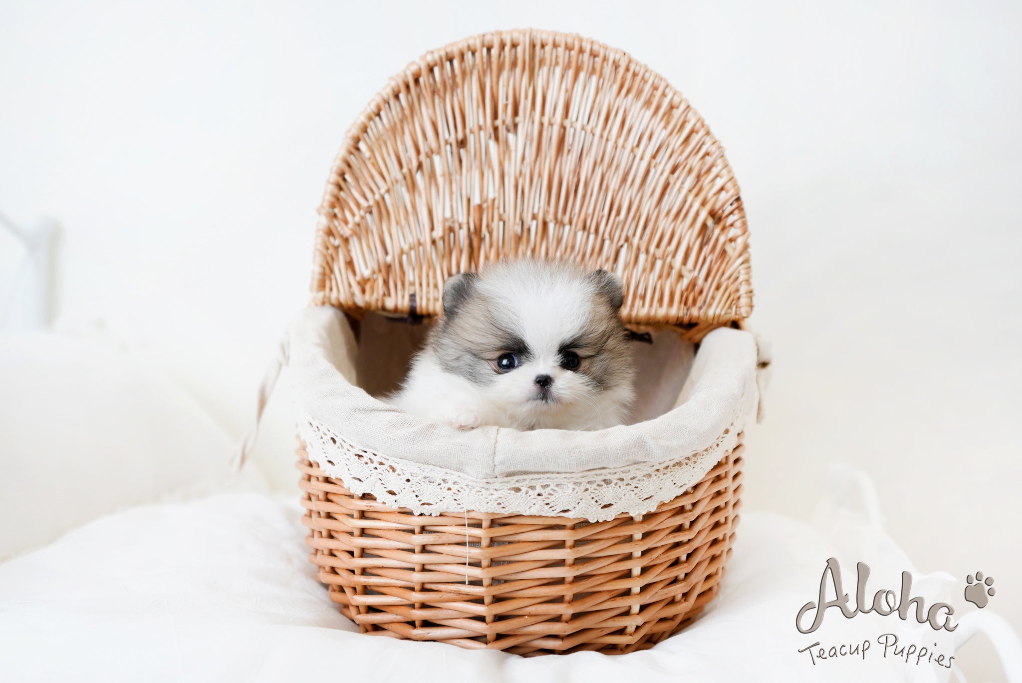 Lukas [TEACUP POMERANIAN]