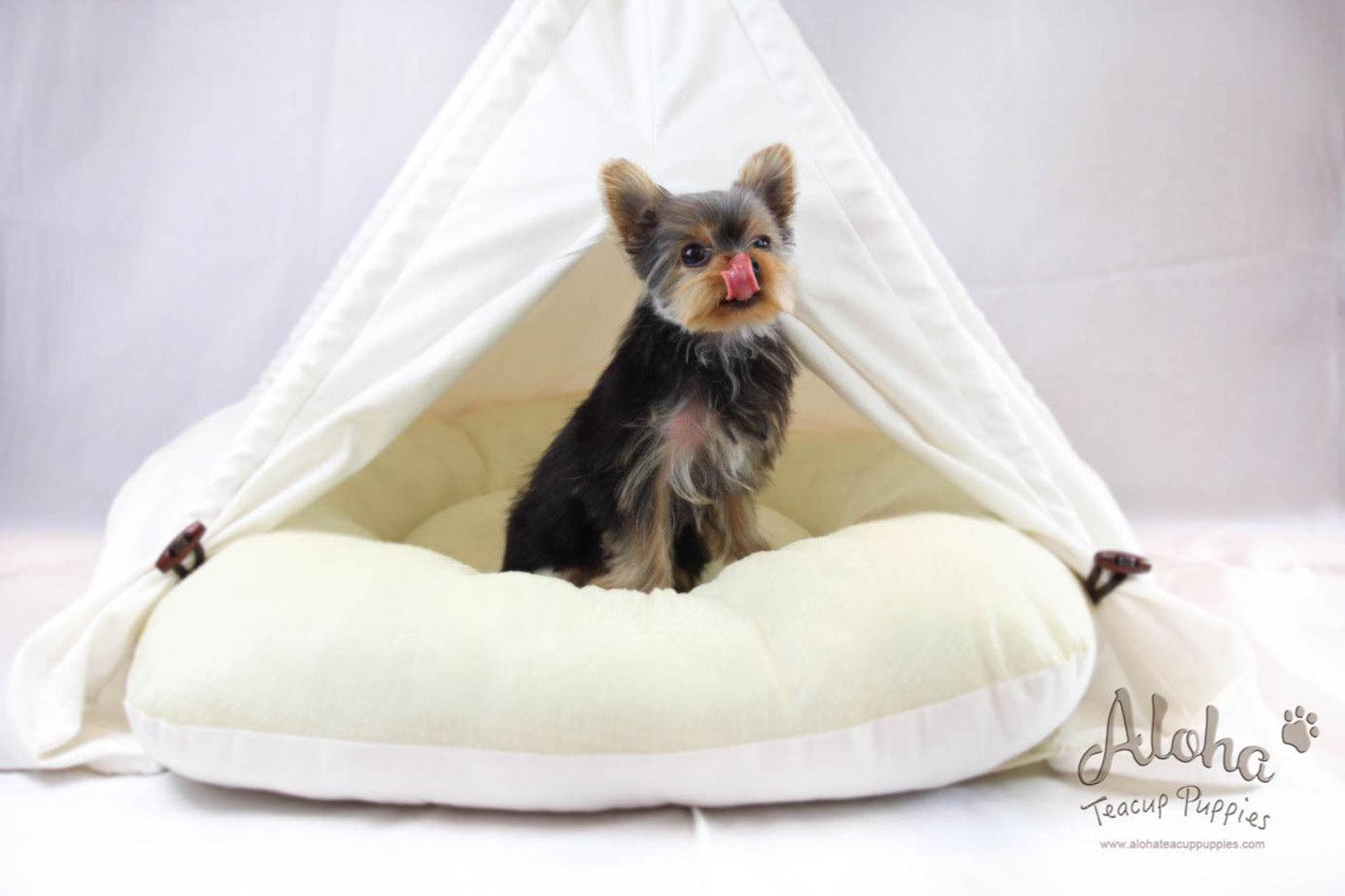 Bucky - [Yorkshire Terrier]