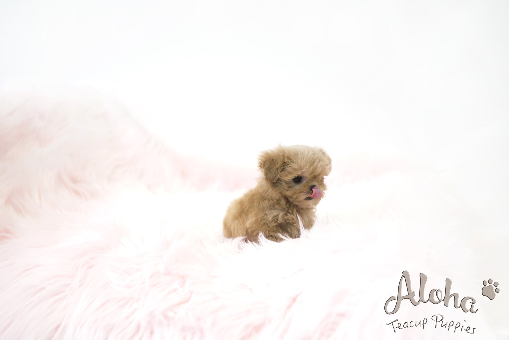 Hani [TEACUP MALTIPOO]