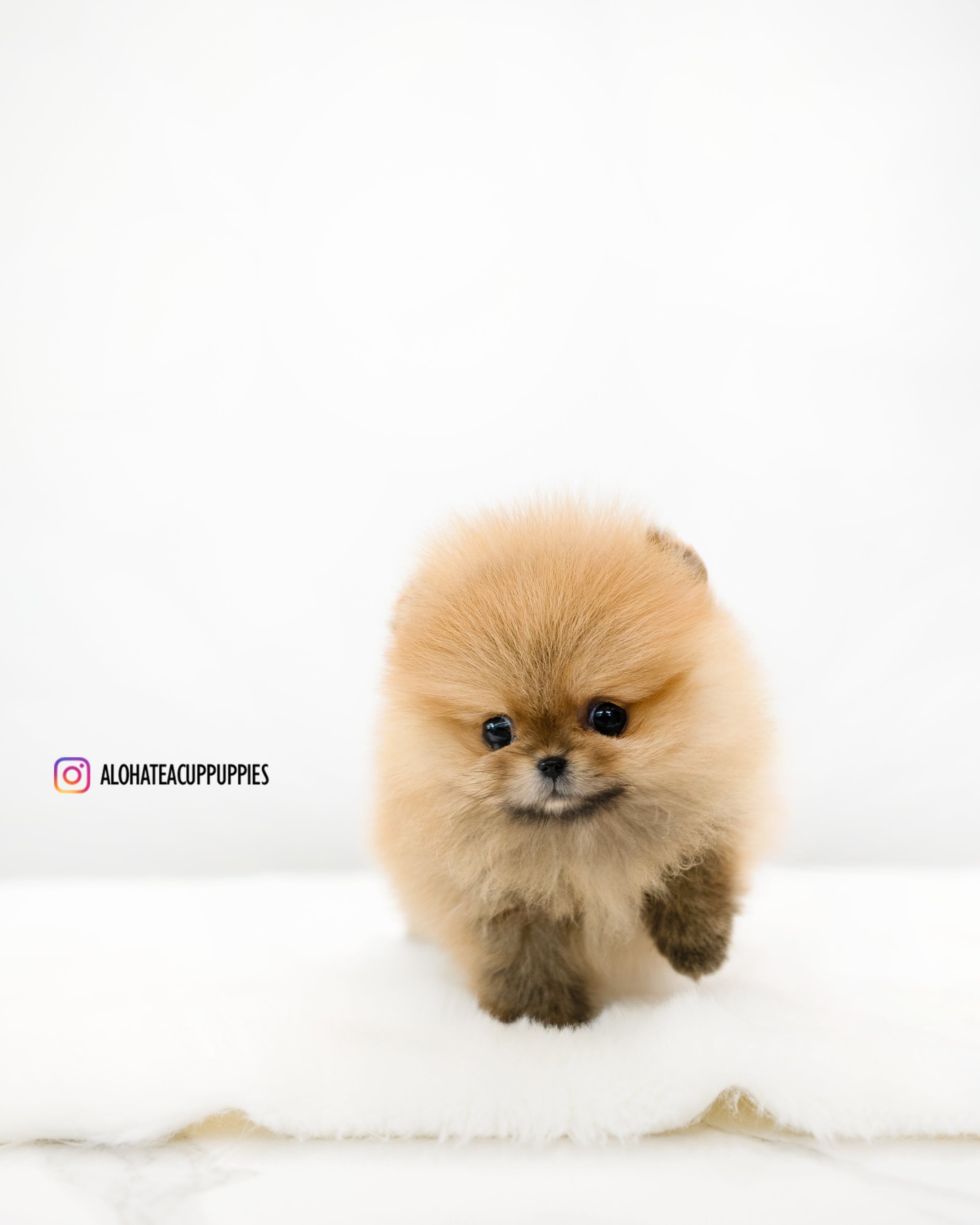 Lumi [POMERANIA TAZA DE TÉ]